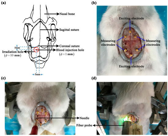 In Vivo Bioimpedance Spectroscopy Characterization of Healthy, Hemorrhagic and Ischemic Rabbit Brain within 10 Hz–1 MHz In Vivo Bioimpedance Spectroscopy Characterization of Healthy, Hemorrhagic and Ischemic Rabbit Brain within 10 Hz–1 MHz