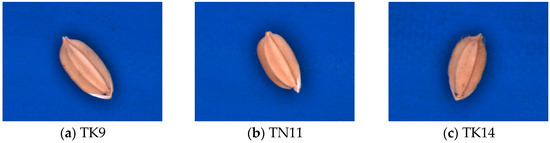 A Novel Method of Identifying Paddy Seed Varieties A Novel Method of Identifying Paddy Seed Varieties