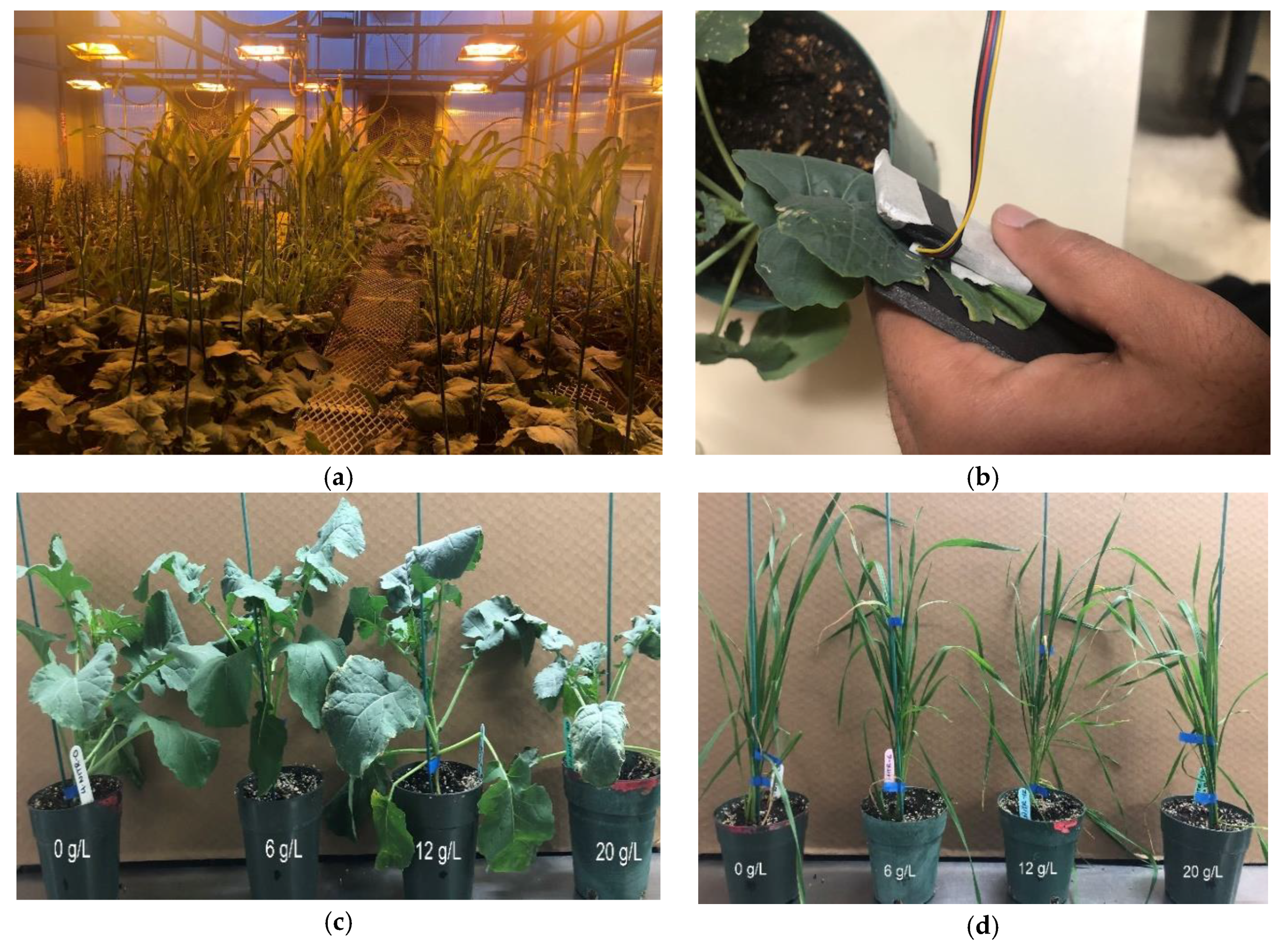 Sensors 20 01449 g003a