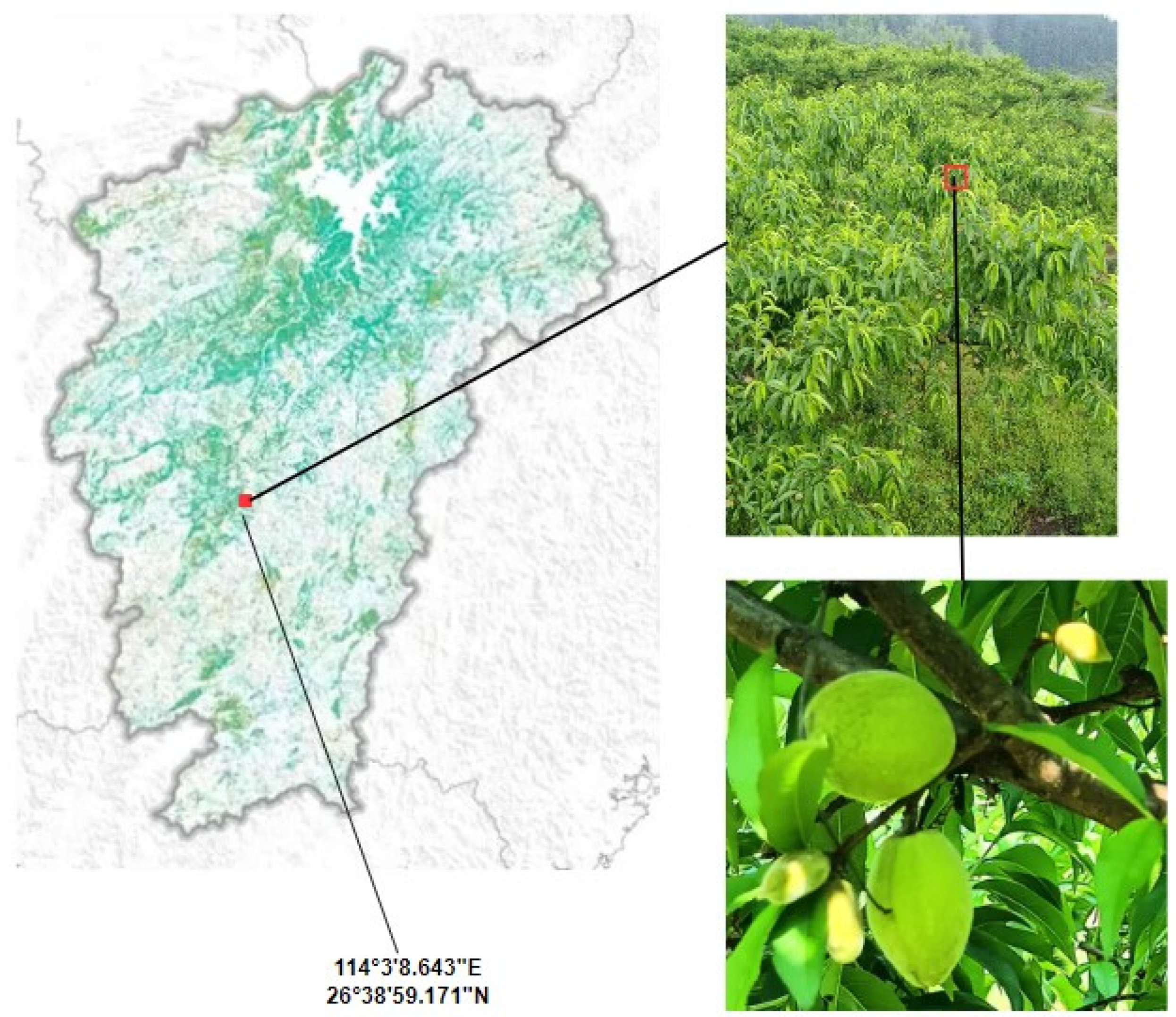 Sensors 24 03783 g001