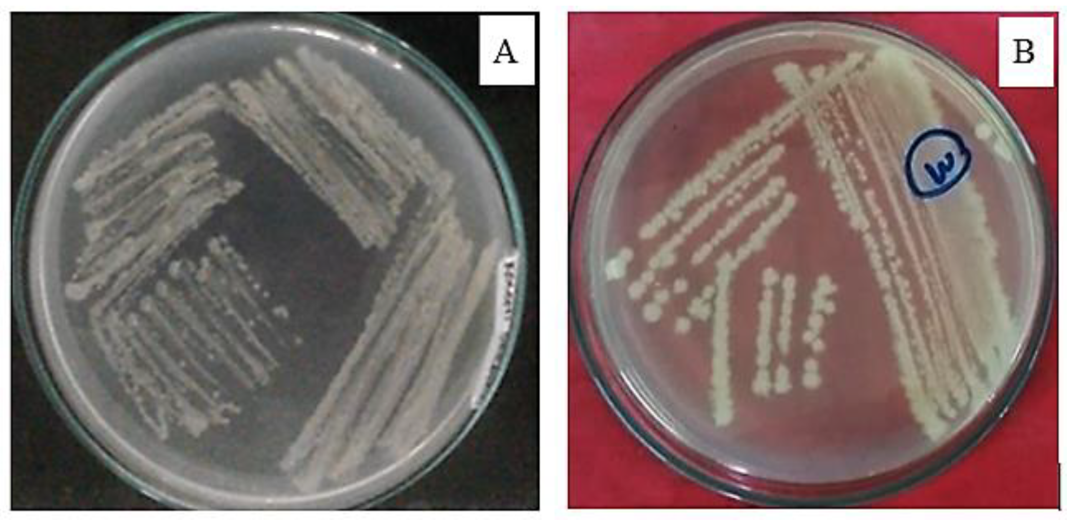 Sustainability 14 09890 g002