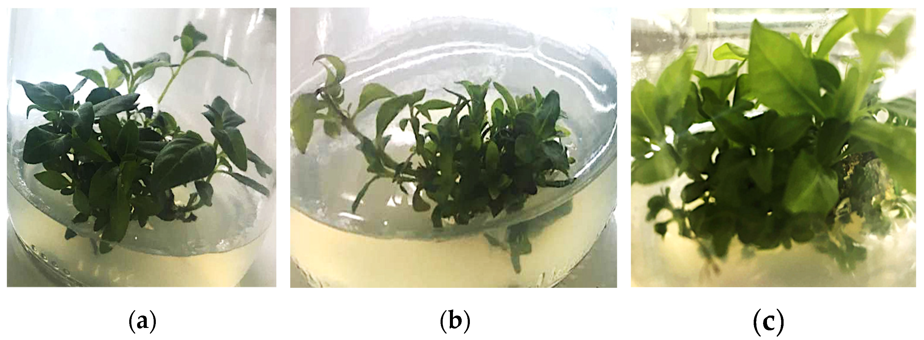 Sustainability 14 14720 g002