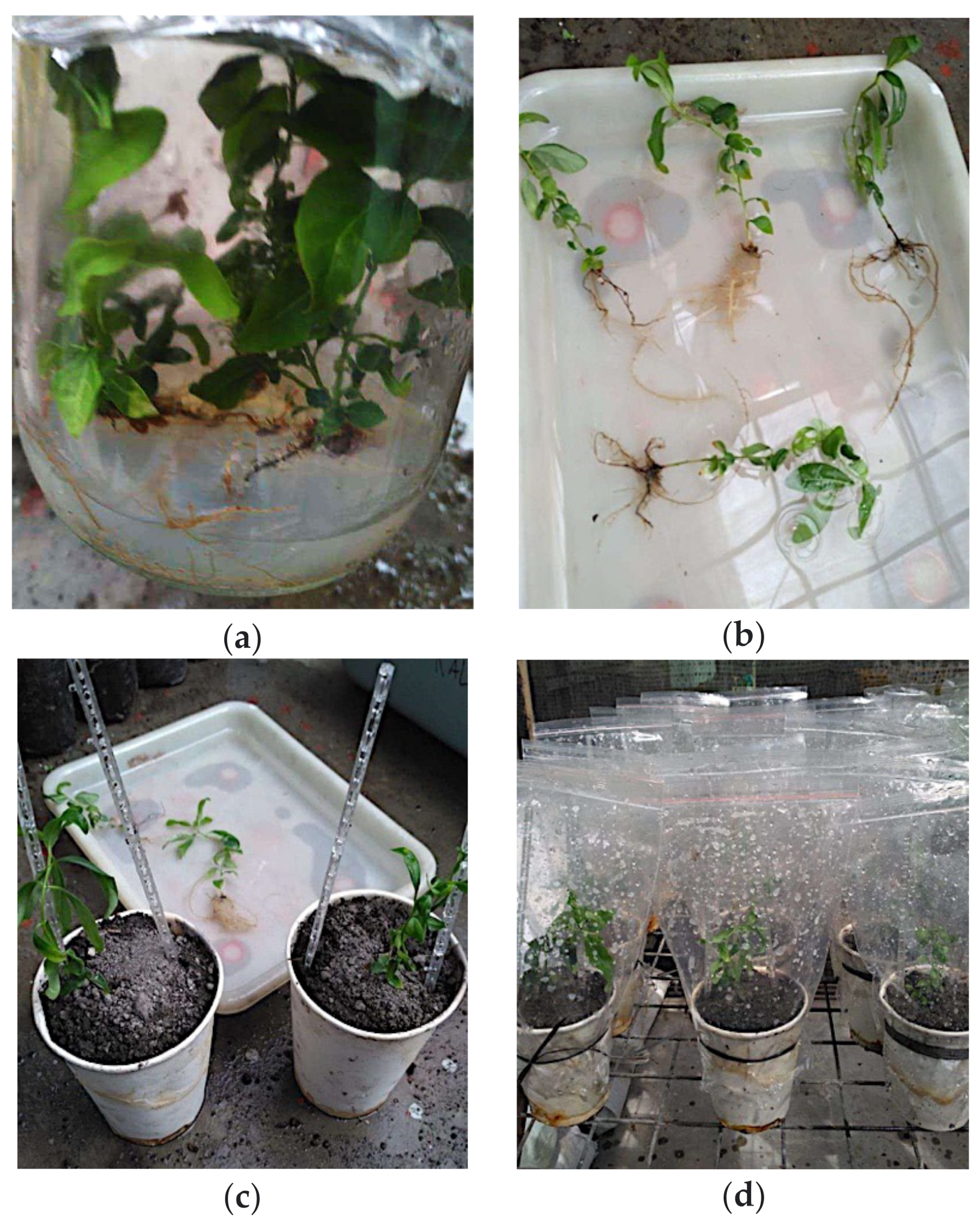 Sustainability 14 14720 g004a