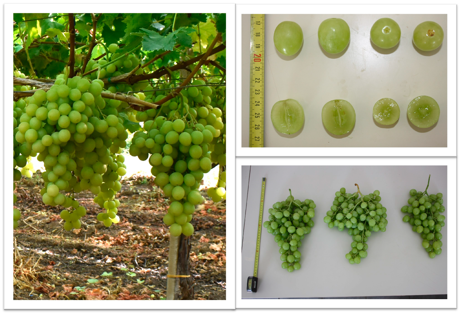 Sustainability 16 03543 g001