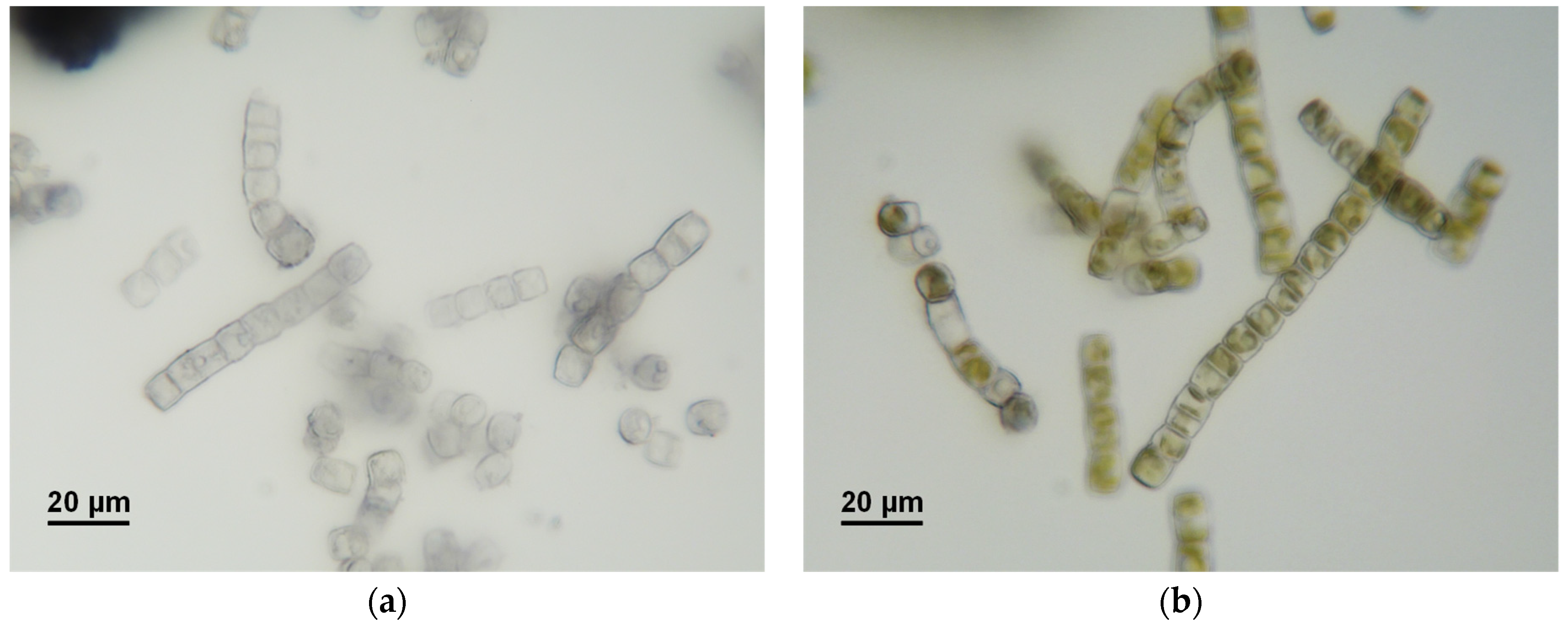 Sustainability 16 04052 g006