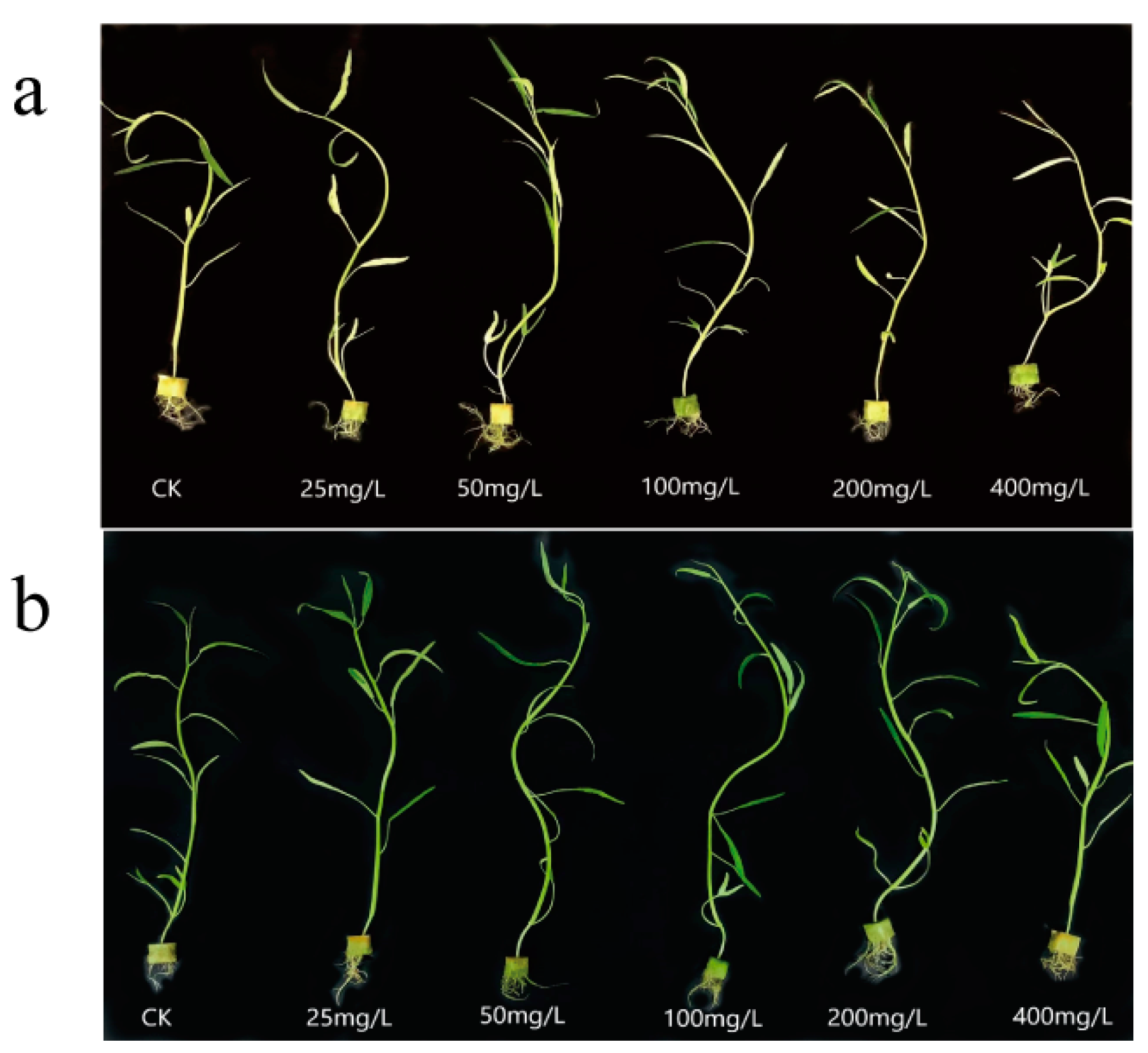 Symmetry 15 01532 g004