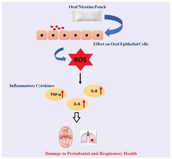 Toxics Free Full Text Flavor Classification Categorization And