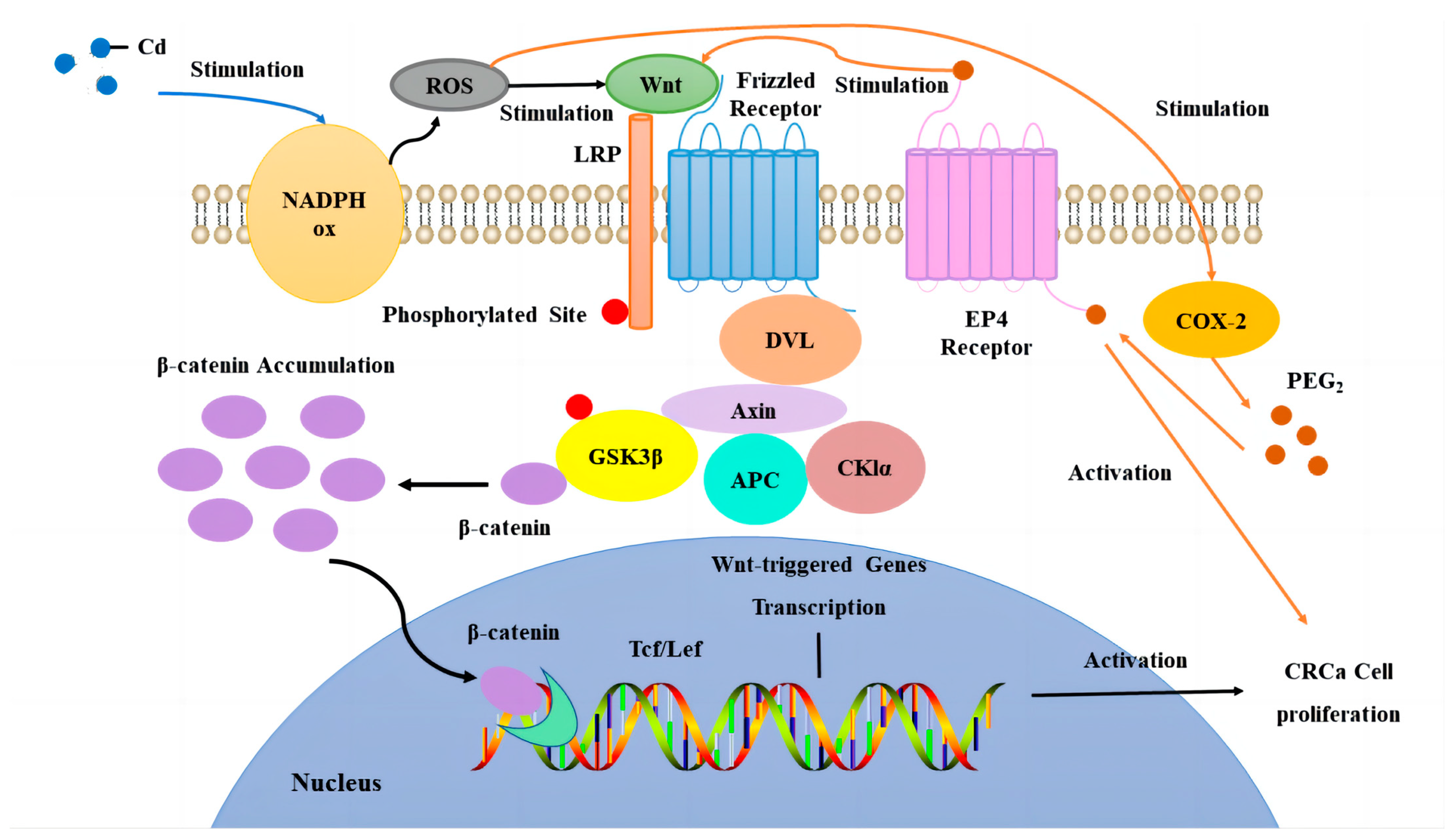Toxics 12 00215 g001 Toxics 12 00215 g001