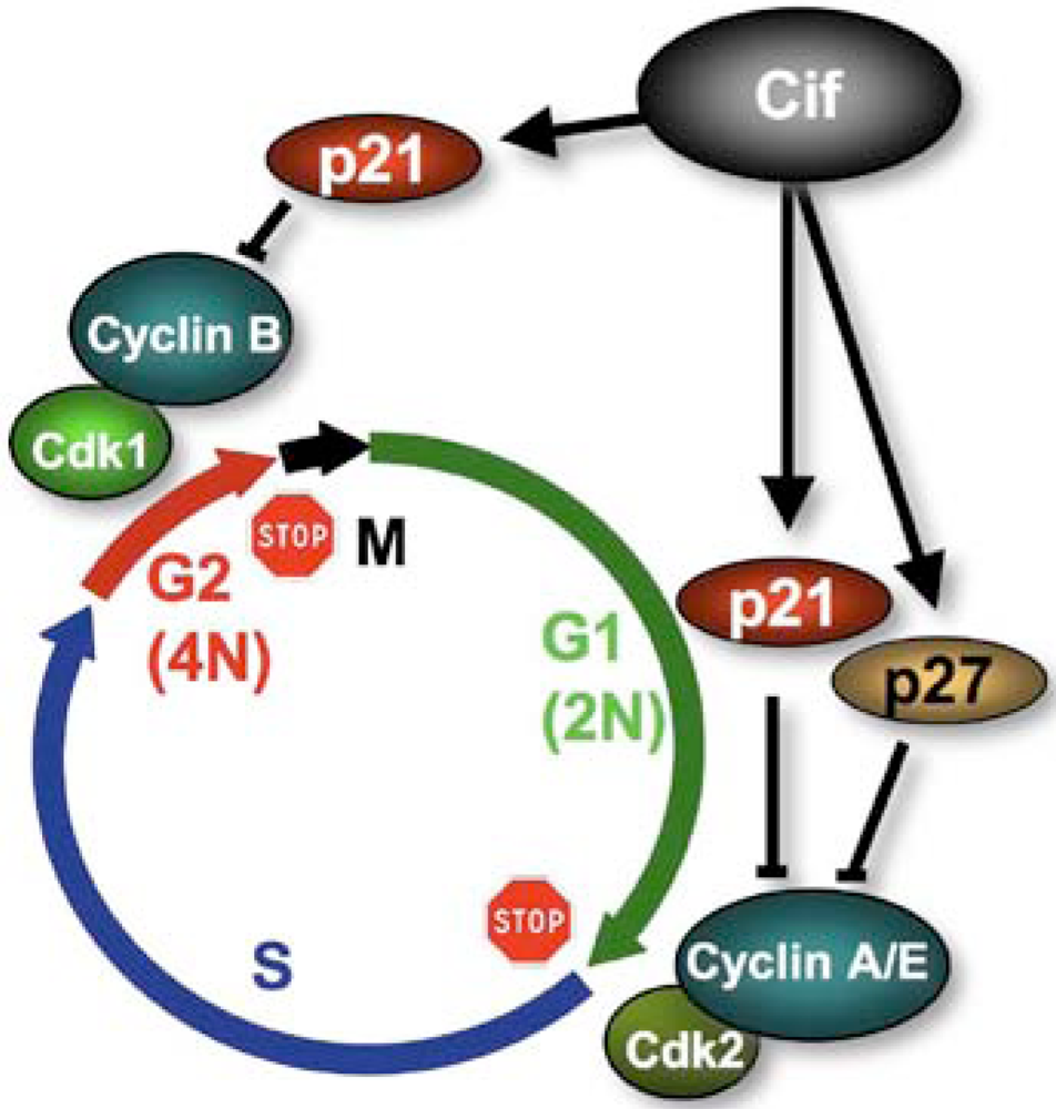 Toxins 03 00356 g003