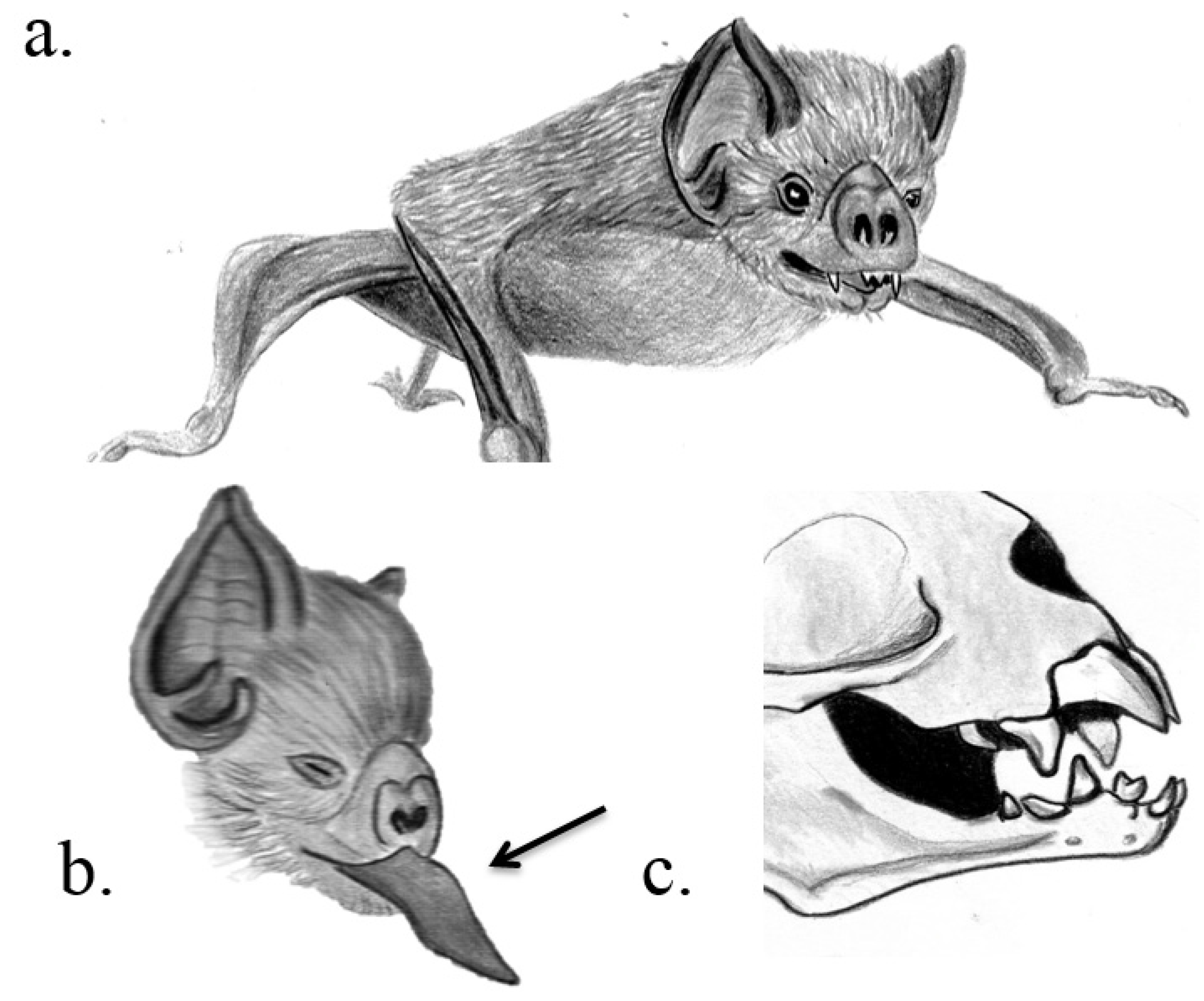 Toxins 07 02639 g001