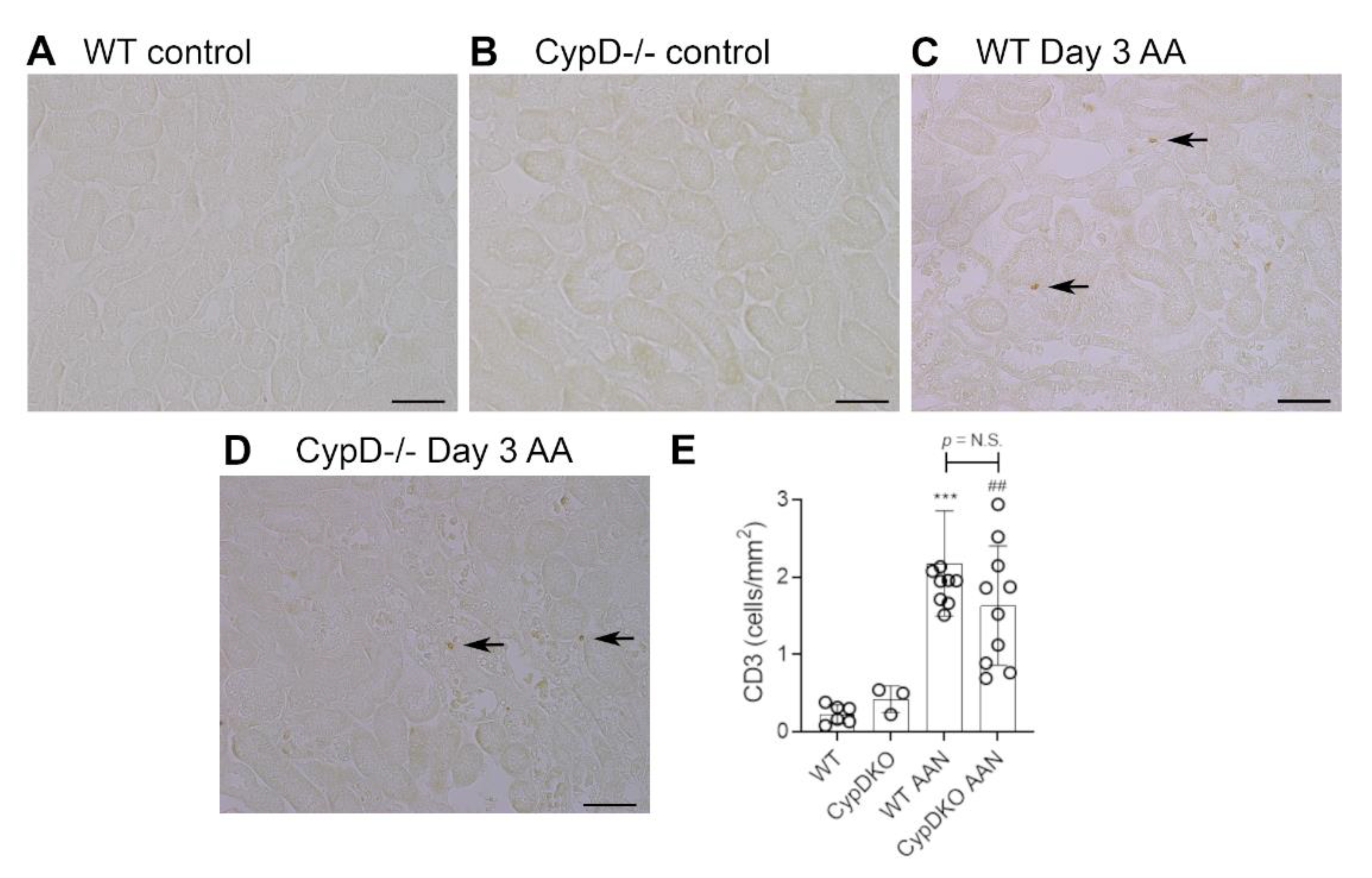 Toxins 13 00700 g005