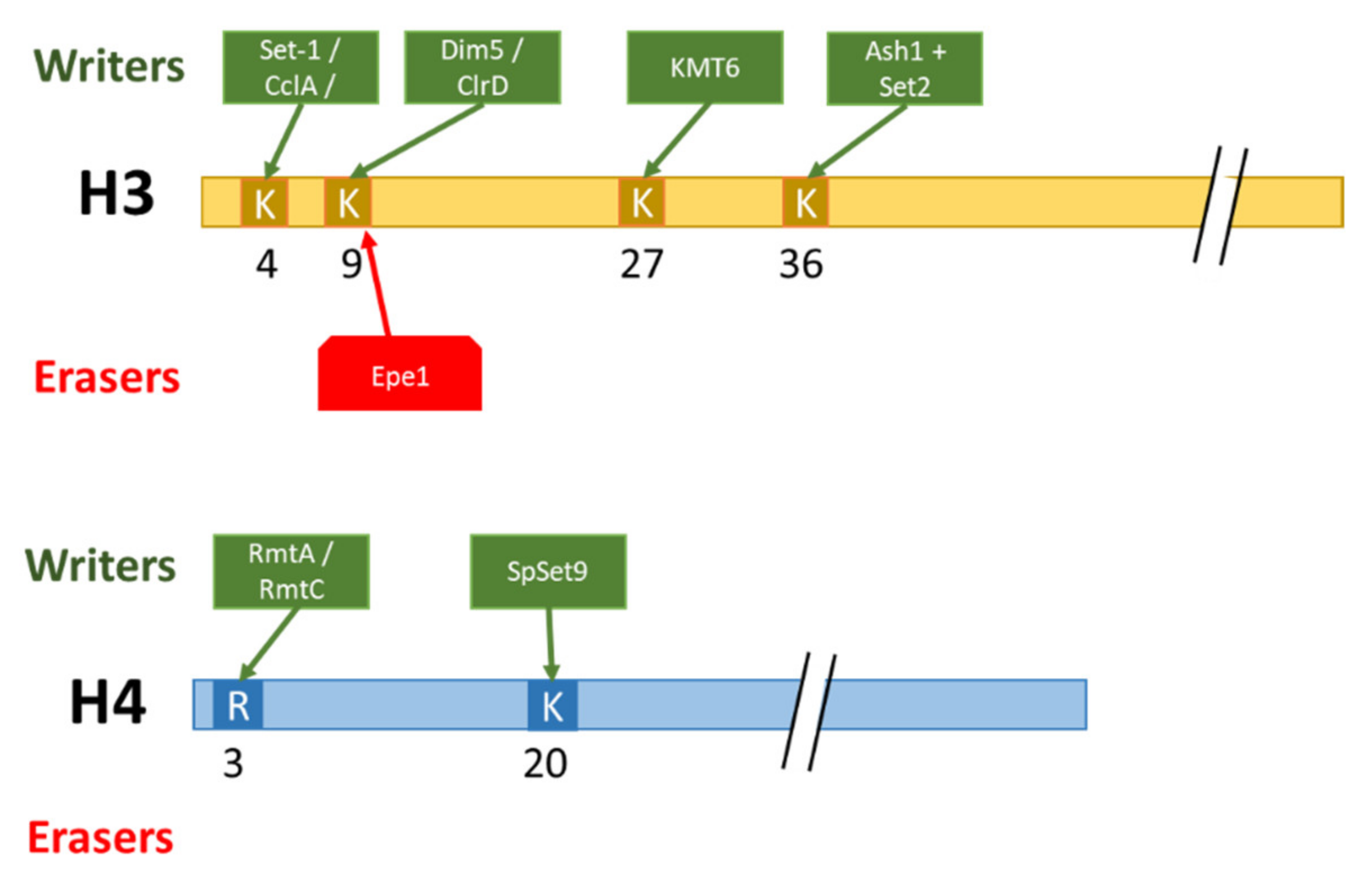 Toxins 14 00317 g004