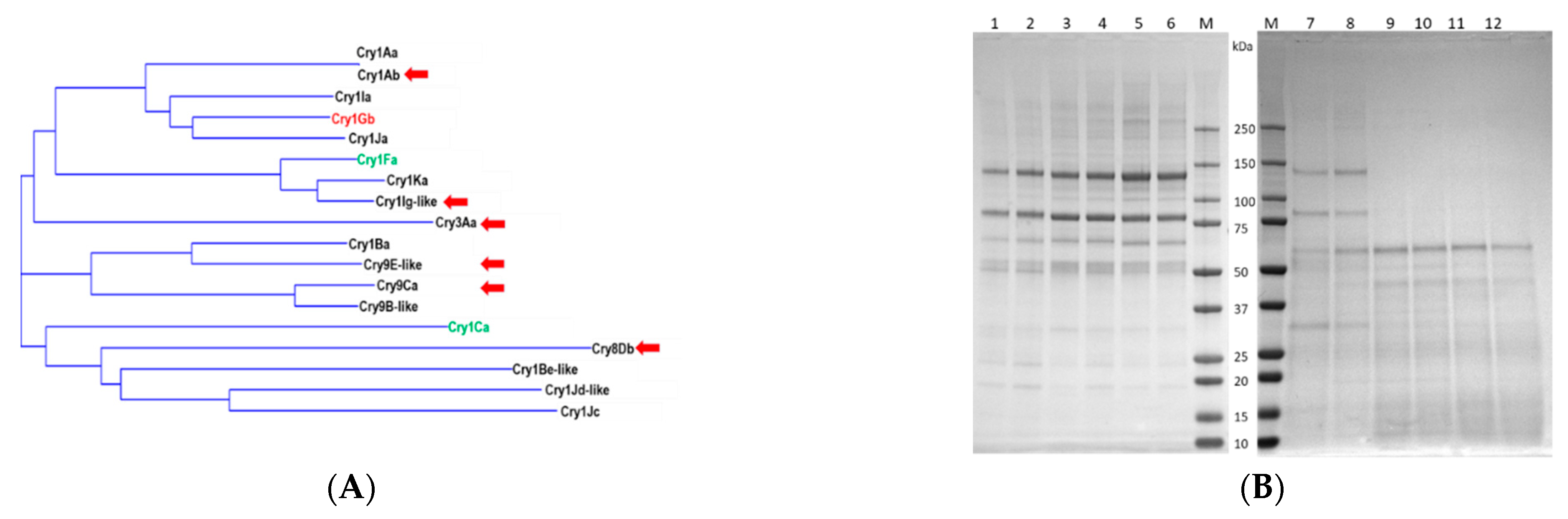 Toxins 14 00852 g001