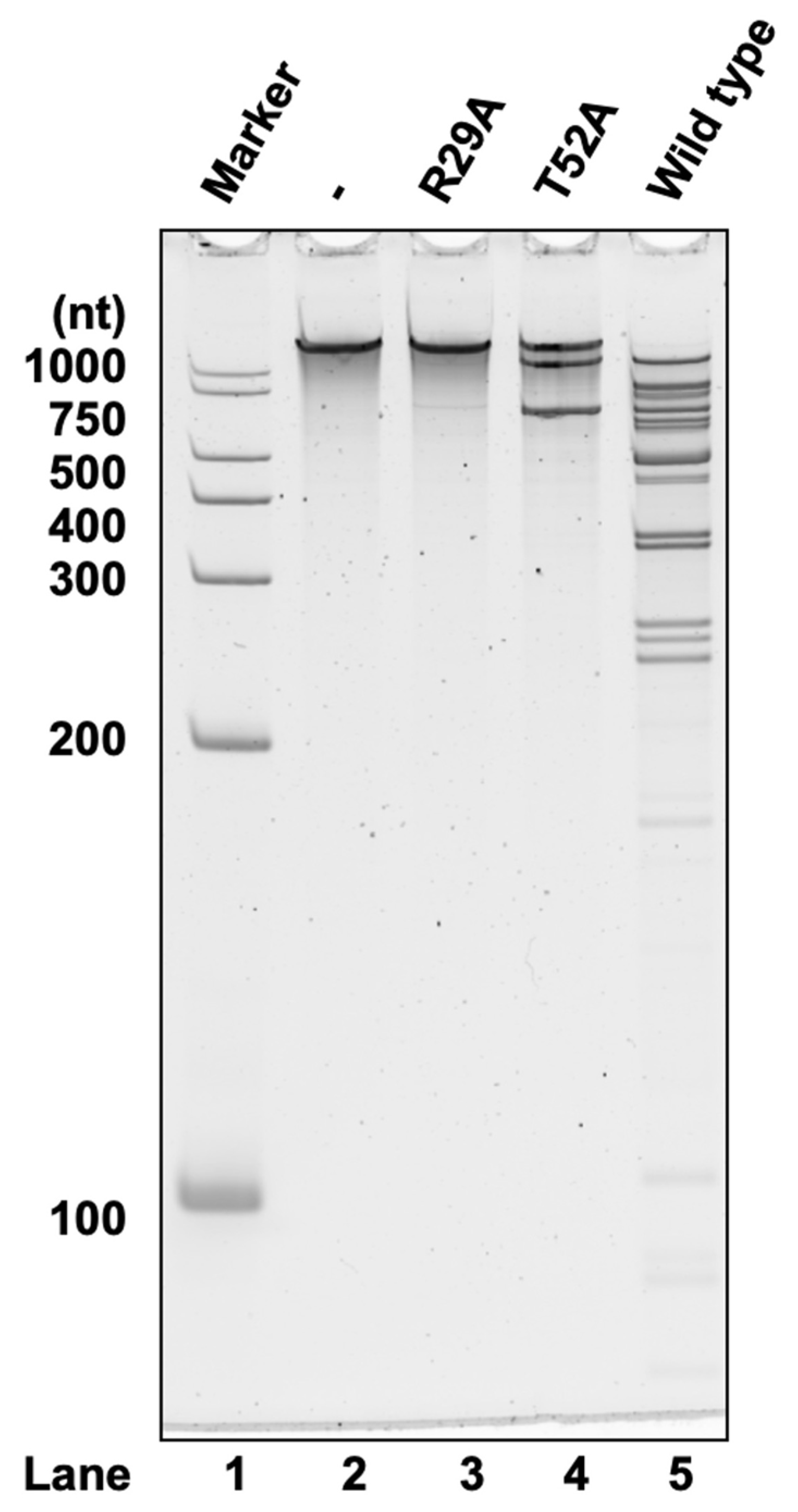 Toxins 16 00081 g004