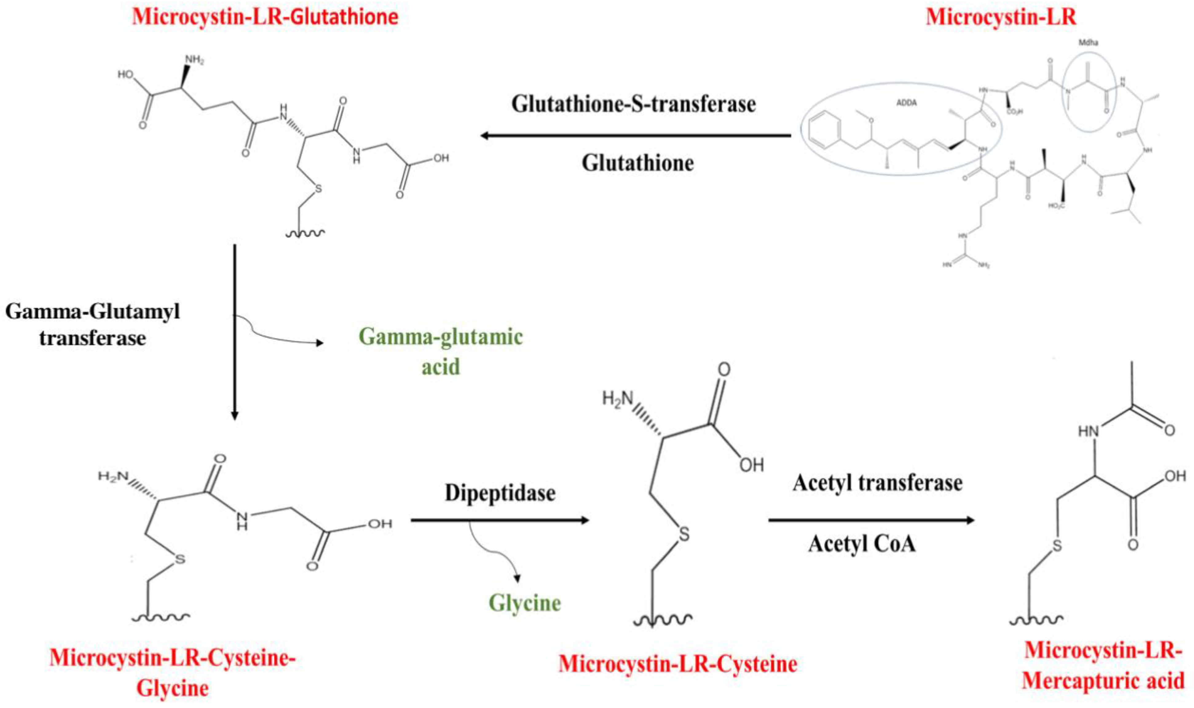 Toxins 16 00196 g003 Toxins 16 00196 g003