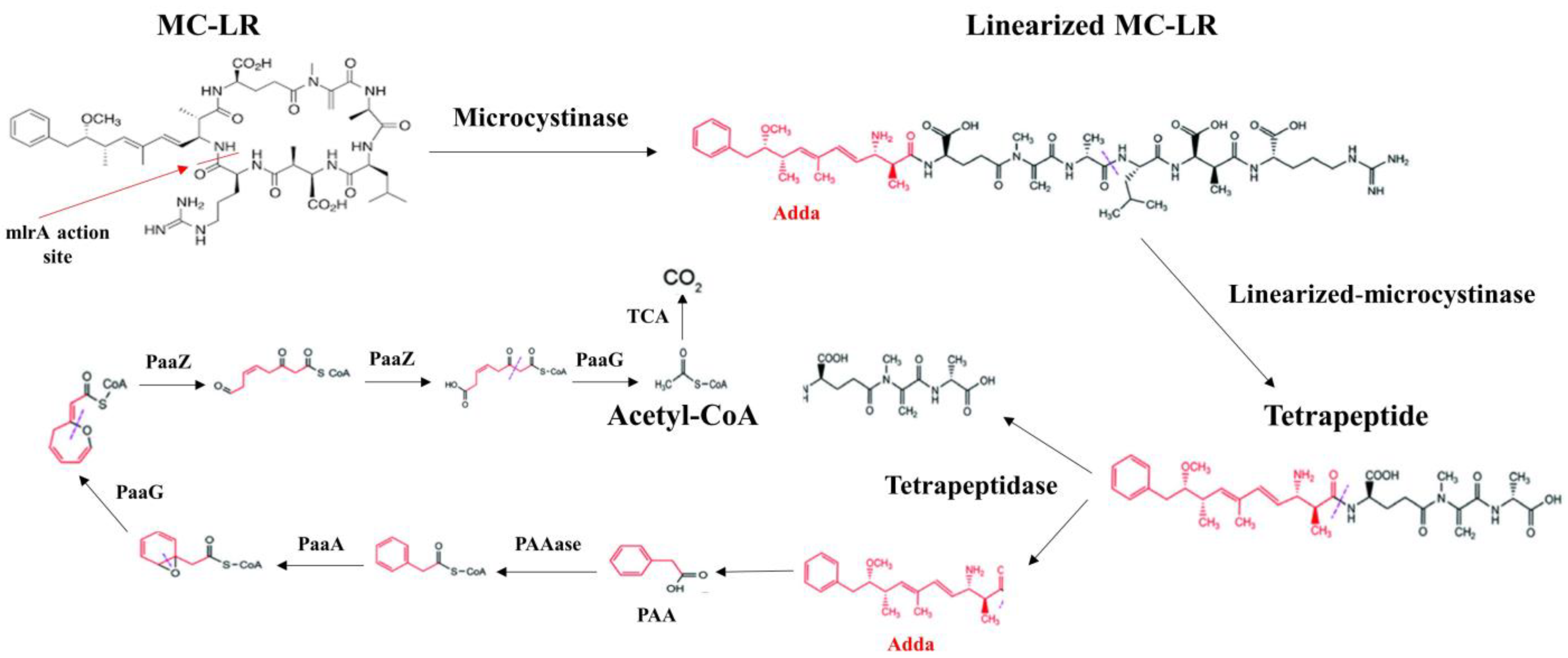 Toxins 16 00196 g004 Toxins 16 00196 g004