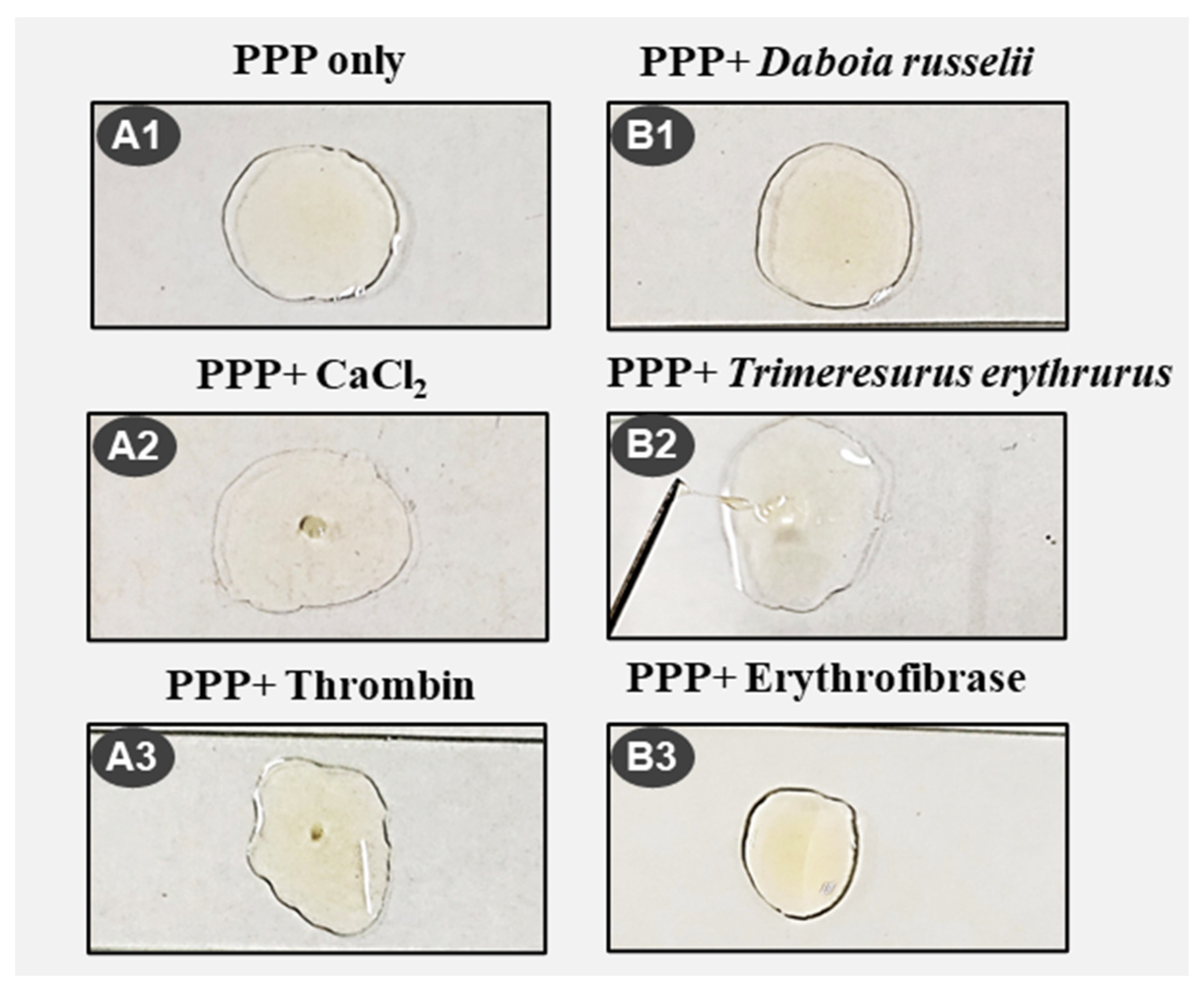 Toxins 16 00201 g007