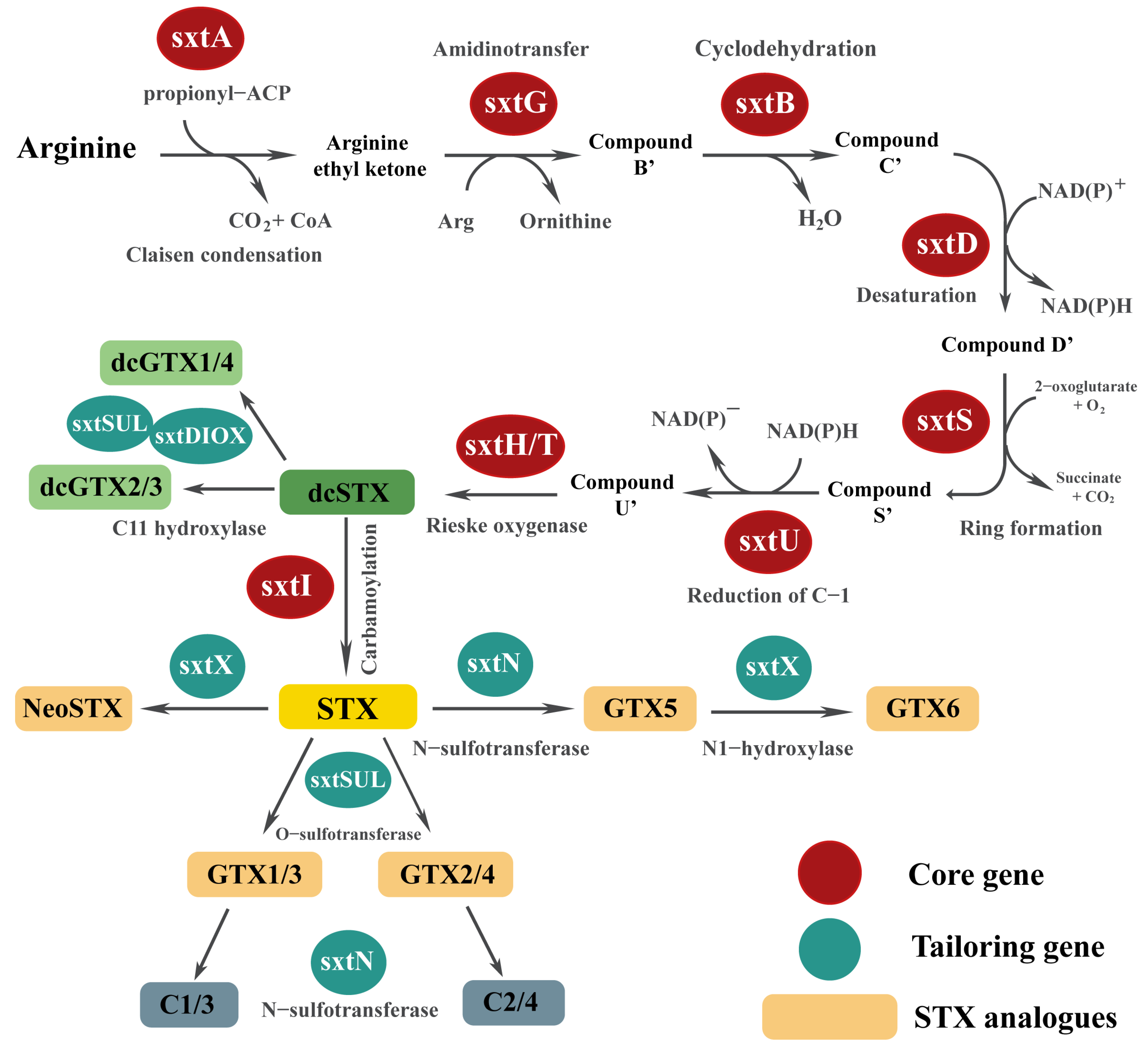 Toxins 16 00210 g003