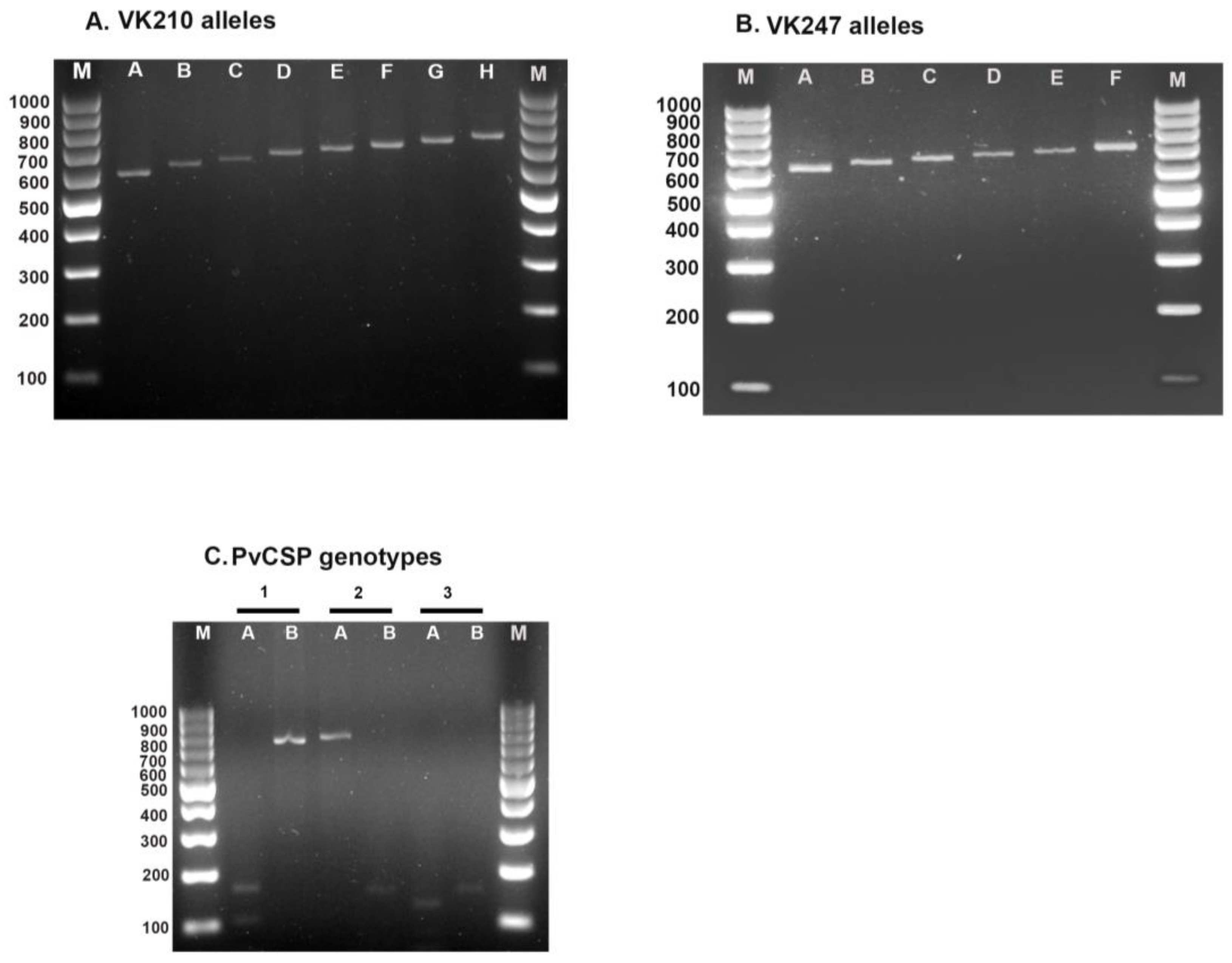 TropicalMed Free Full Text Genetic Diversity Of Plasmodium Vivax