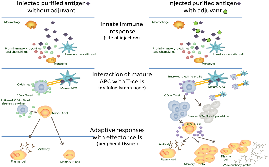 Vaccines | Free Full-Text | Vaccine Adjuvants: from 1920 to 2015 and Beyond