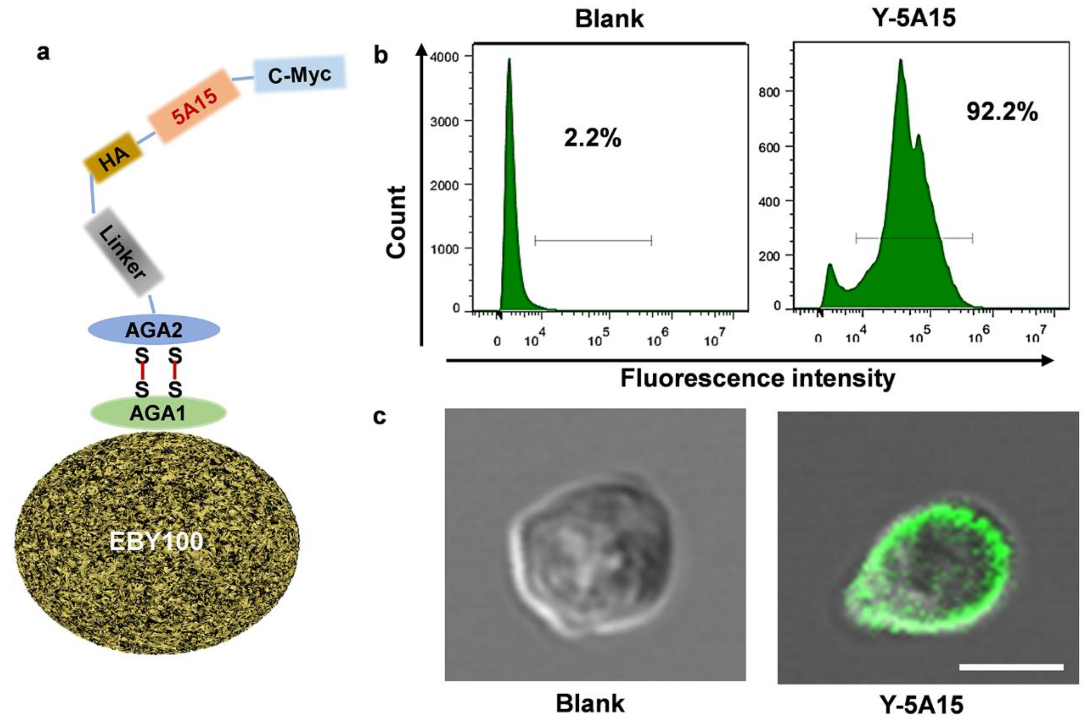 Vaccines 08 00351 g001