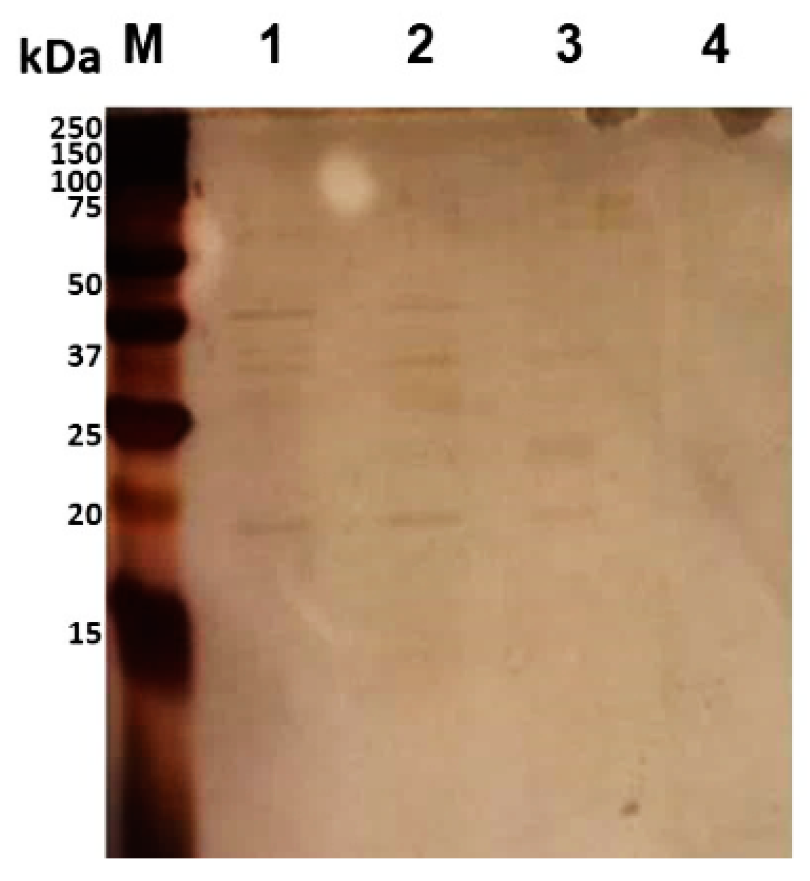 Vaccines 08 00509 g002