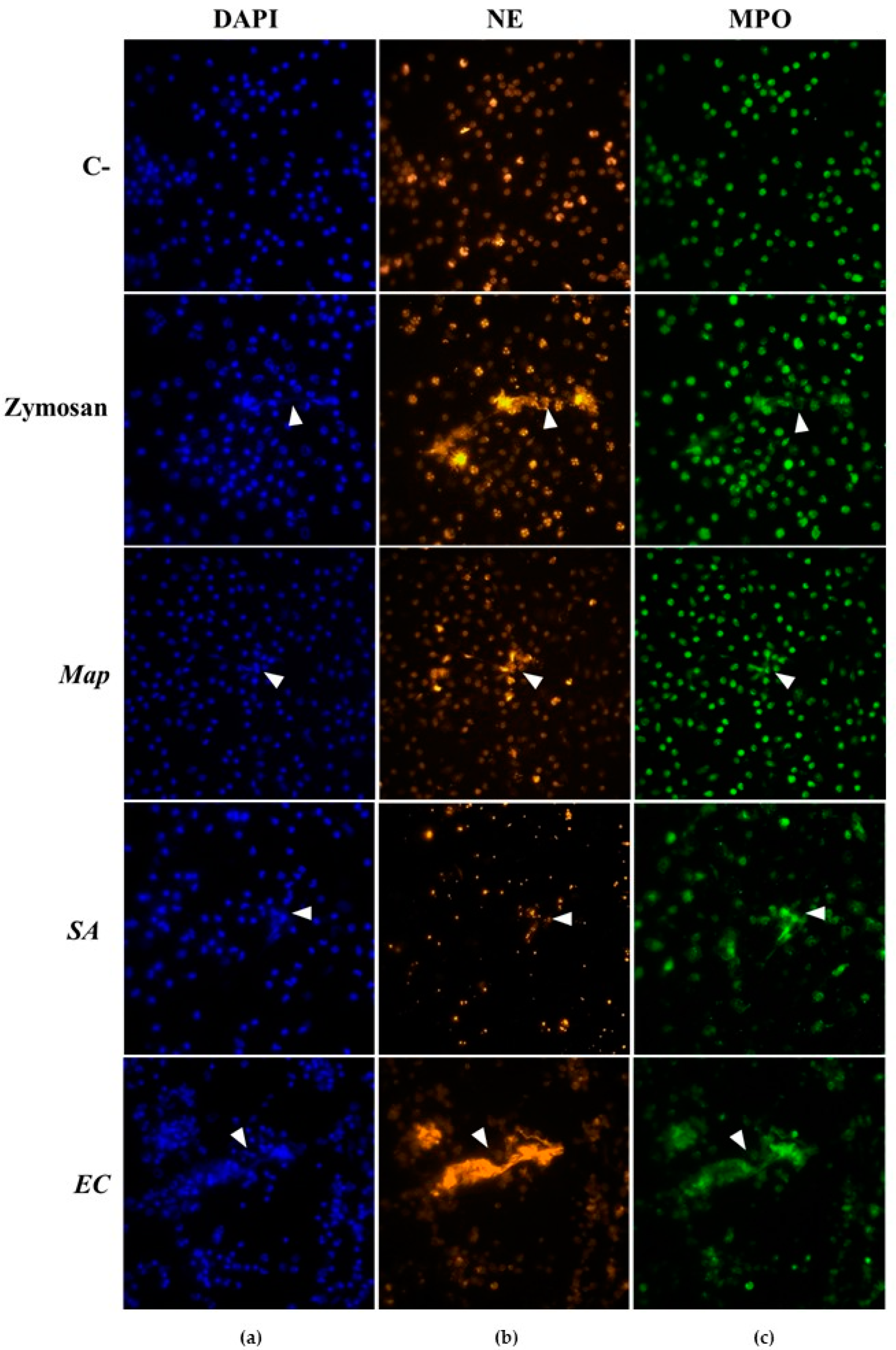 Vaccines 10 01403 g001