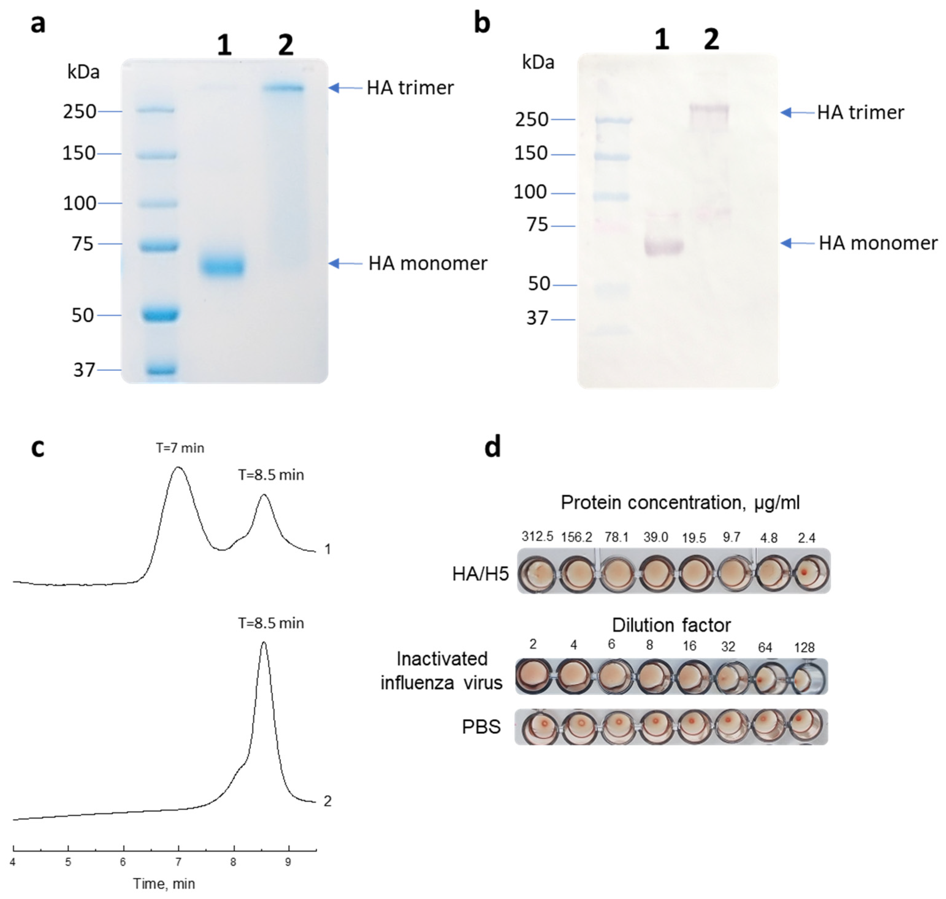 Vaccines Free Full Text Immunogenic And Protective Properties Of