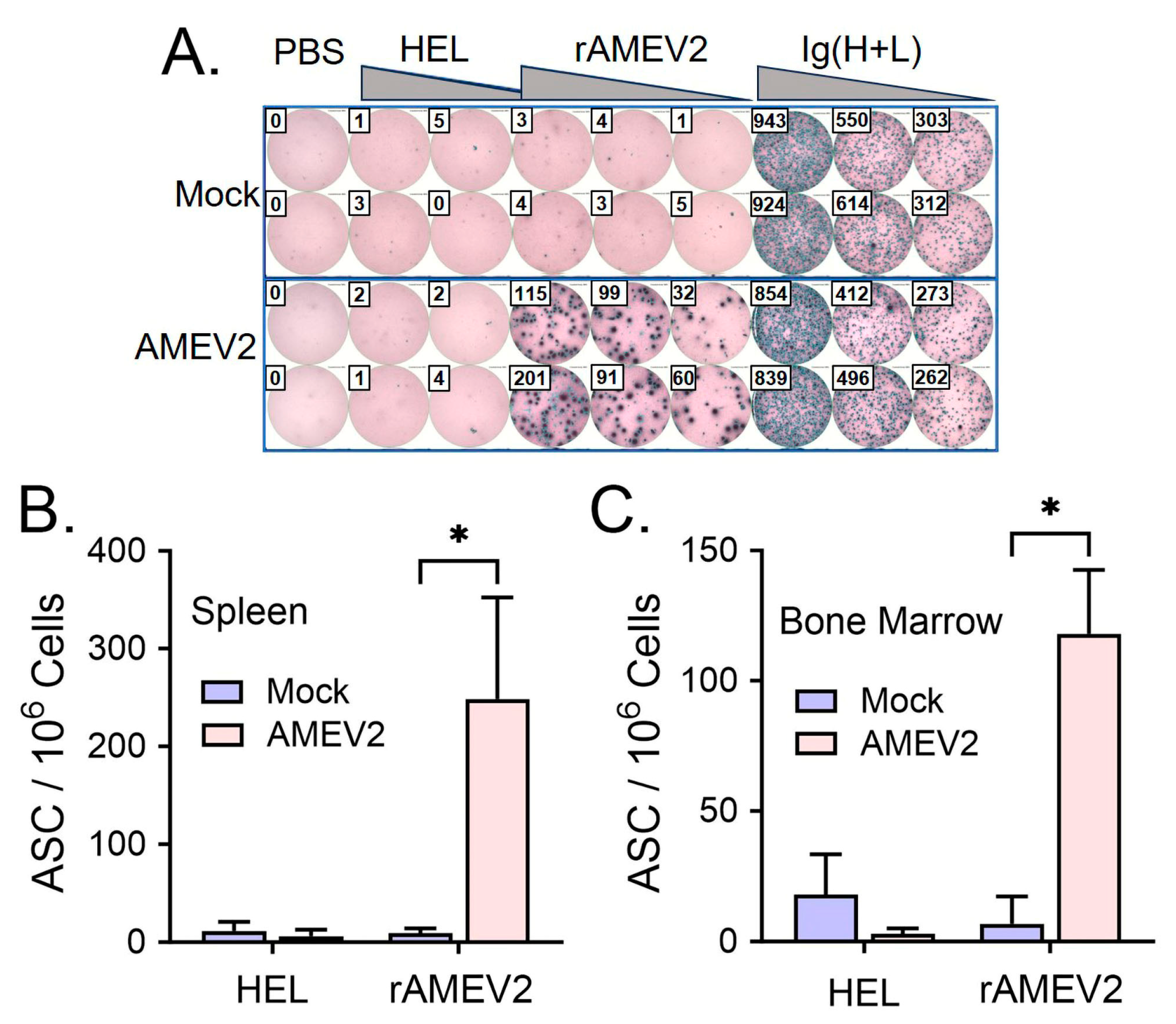 Vaccines 12 00358 g005