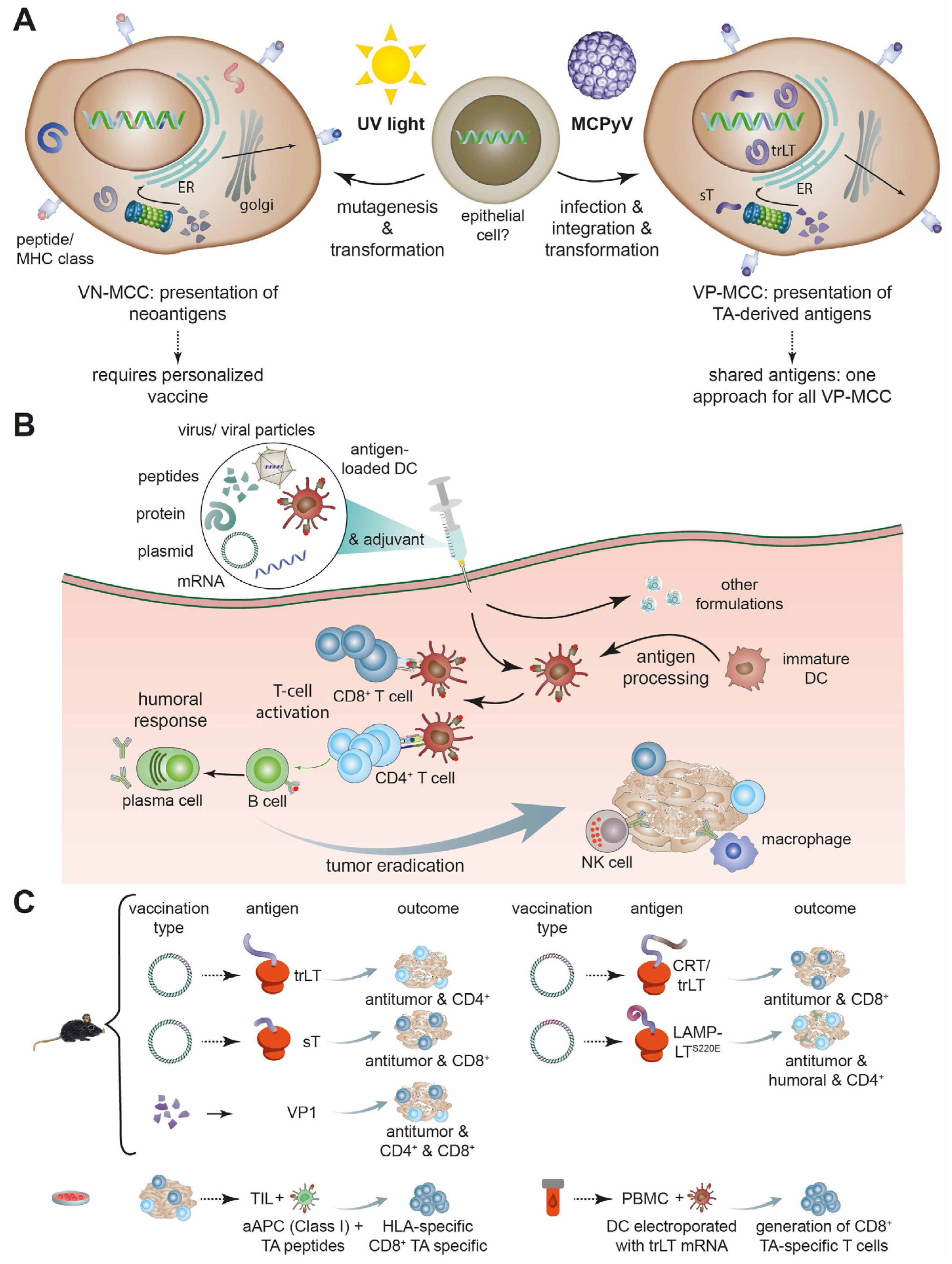 Vaccines 12 00533 g001