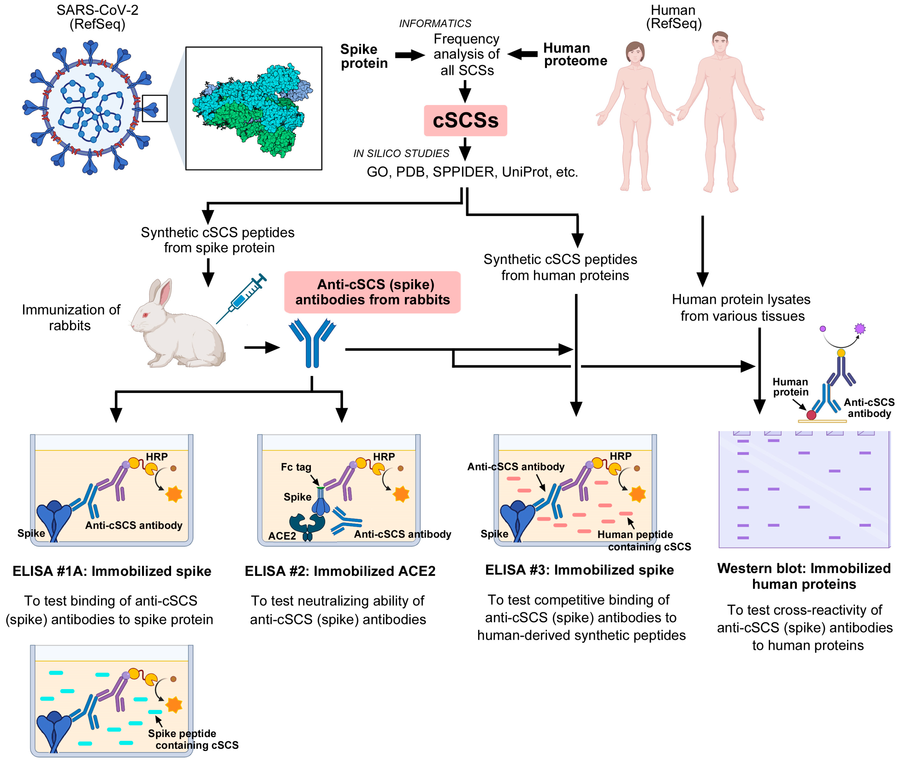 Vaccines 12 00539 g001
