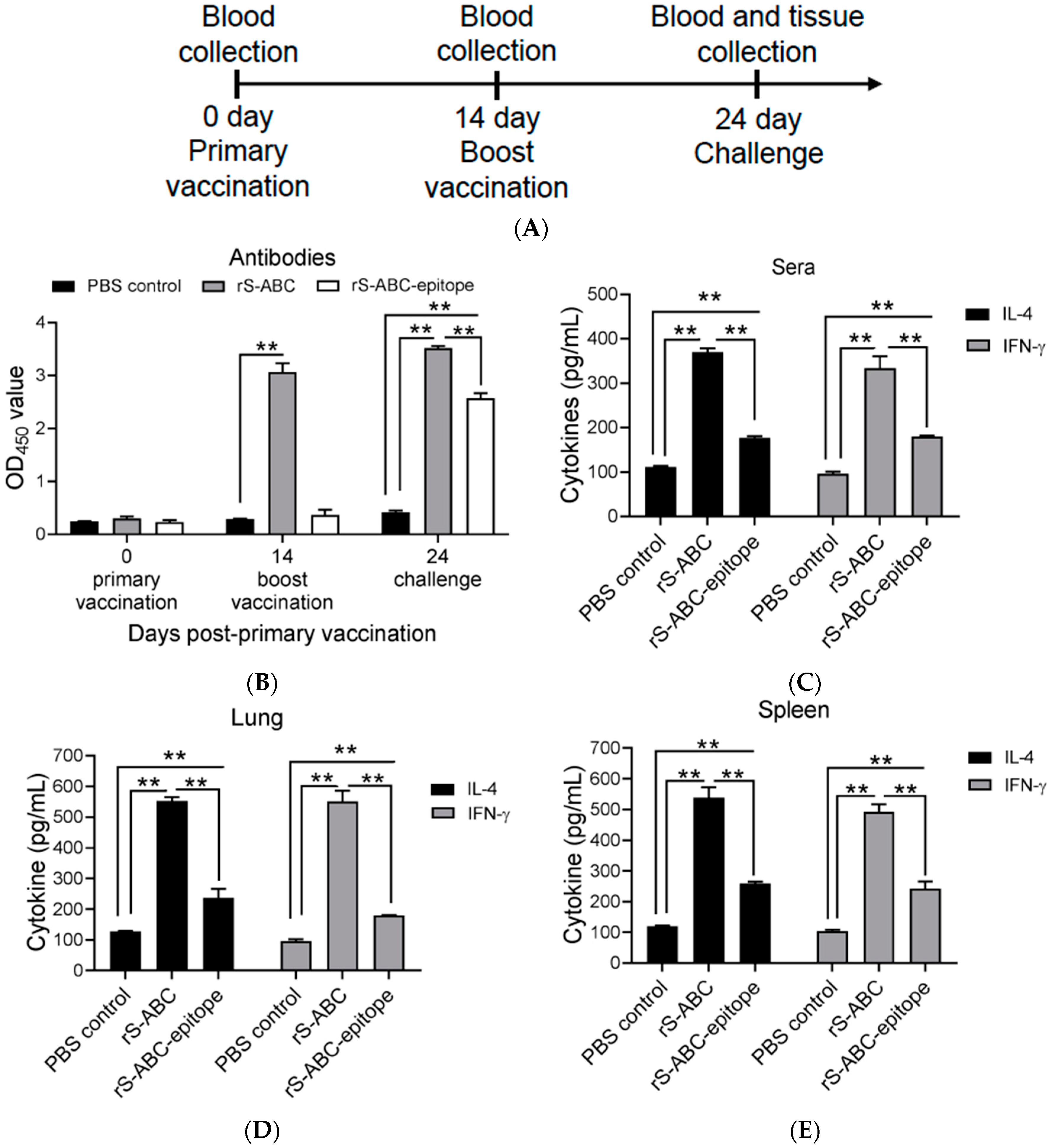 Vaccines 12 00544 g003