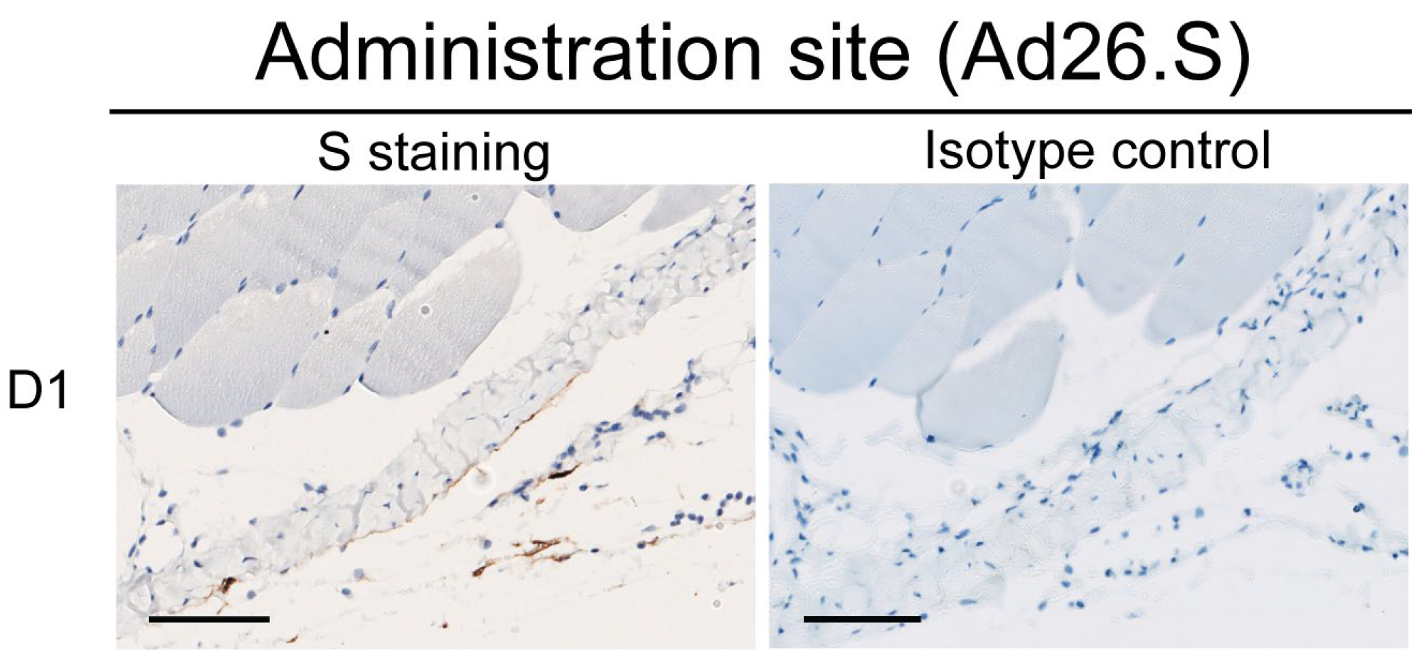 Vaccines 12 00559 g0a2