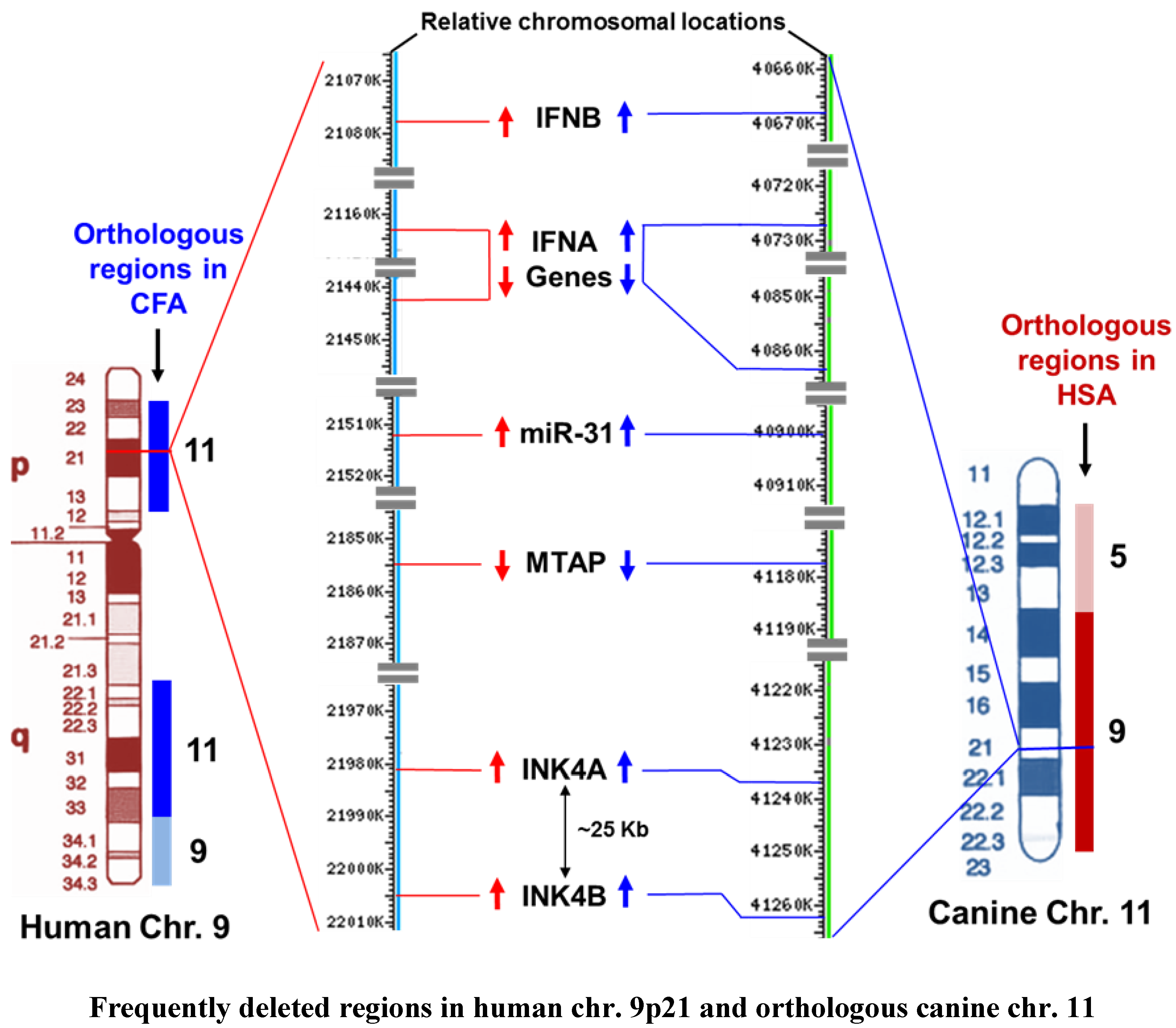 Vetsci 03 00001 g004