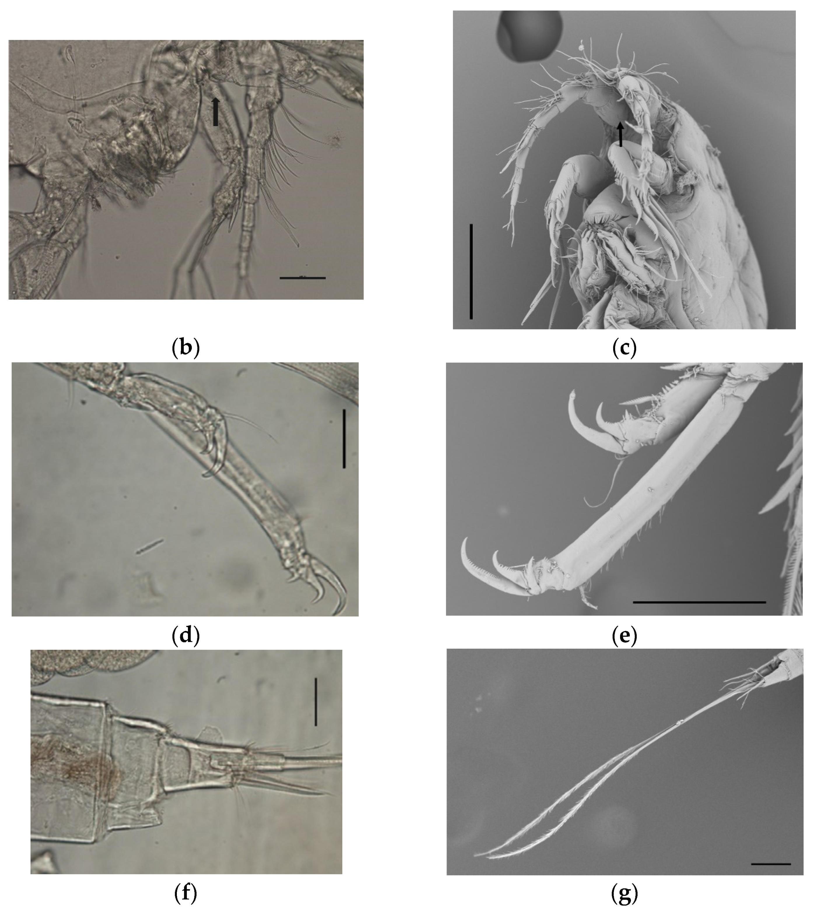 Vetsci 10 00427 g003b Vetsci 10 00427 g003b