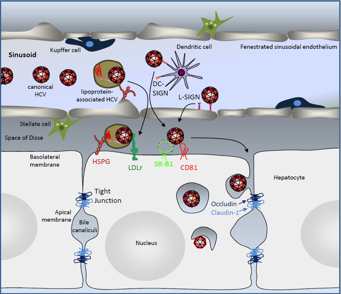 Viruses 02 00692 g002