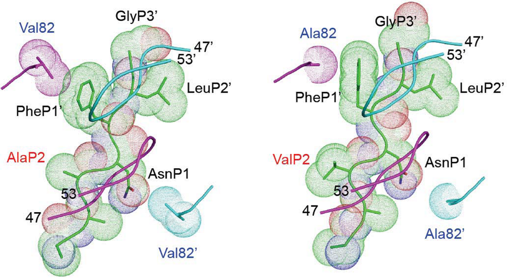 Viruses 02 01411 g004
