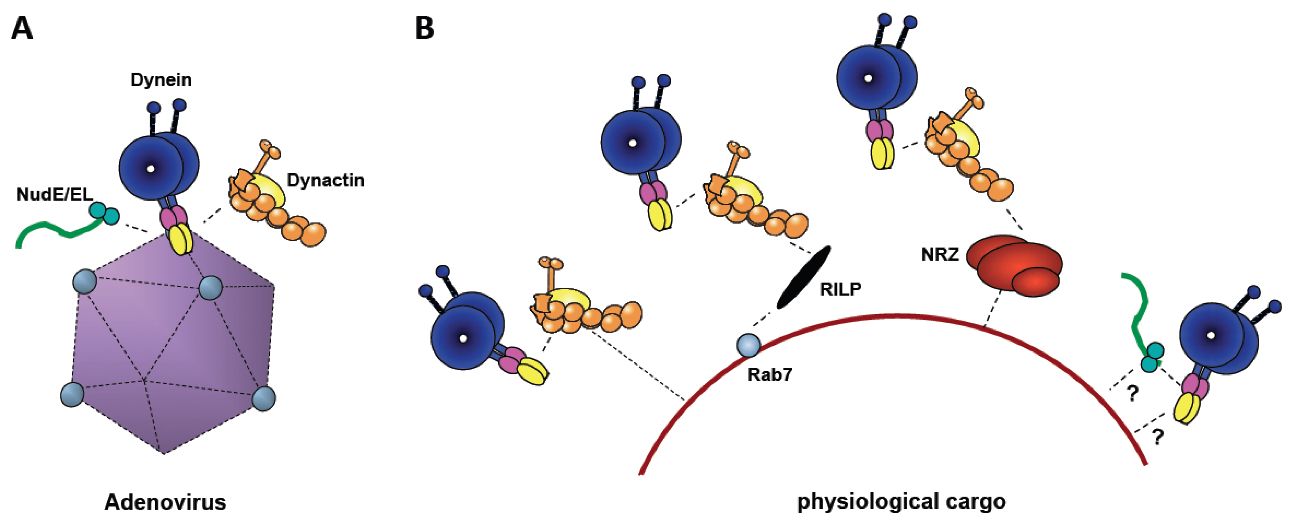 Viruses 03 01417 g003