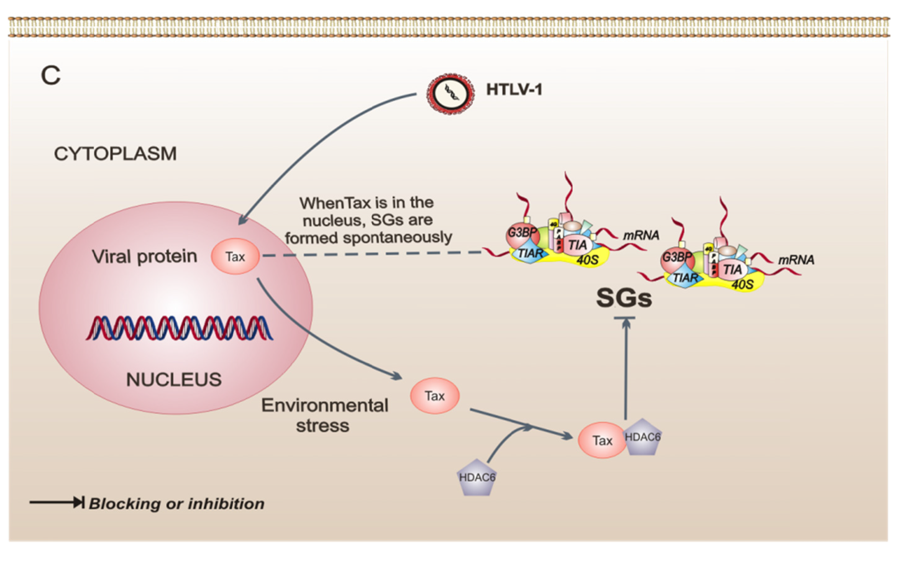 Viruses 03 02328 g002b