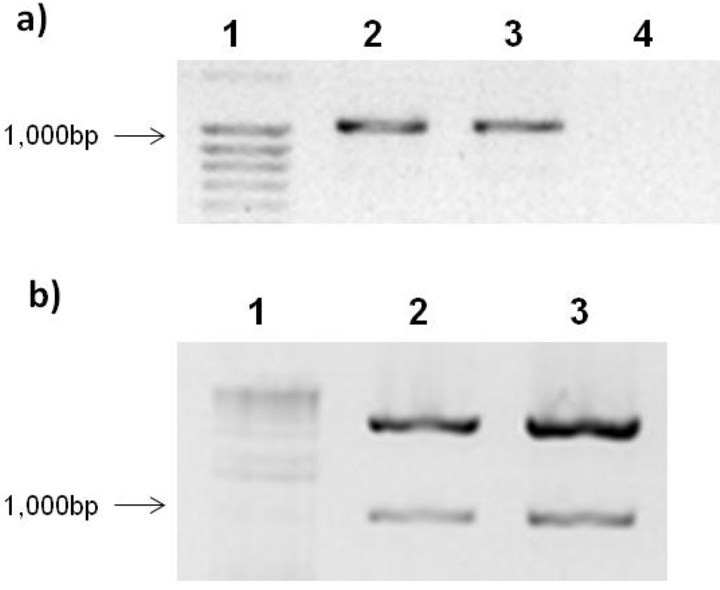 Viruses 04 01792 g001 1024