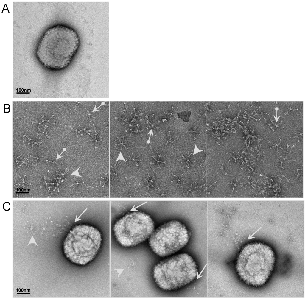 Viruses 05 00928 g004 1024