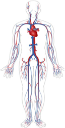 Viruses 06 03181 i003