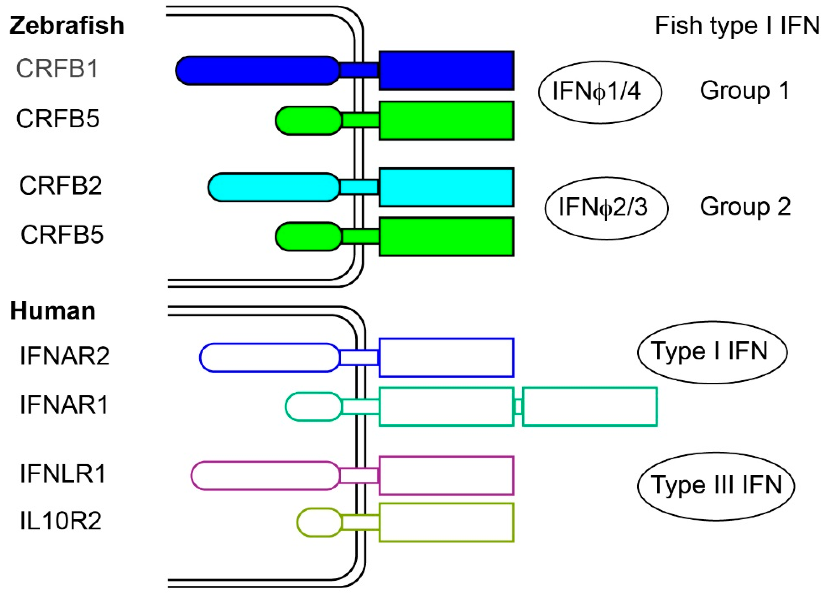 Viruses 08 00298 g002