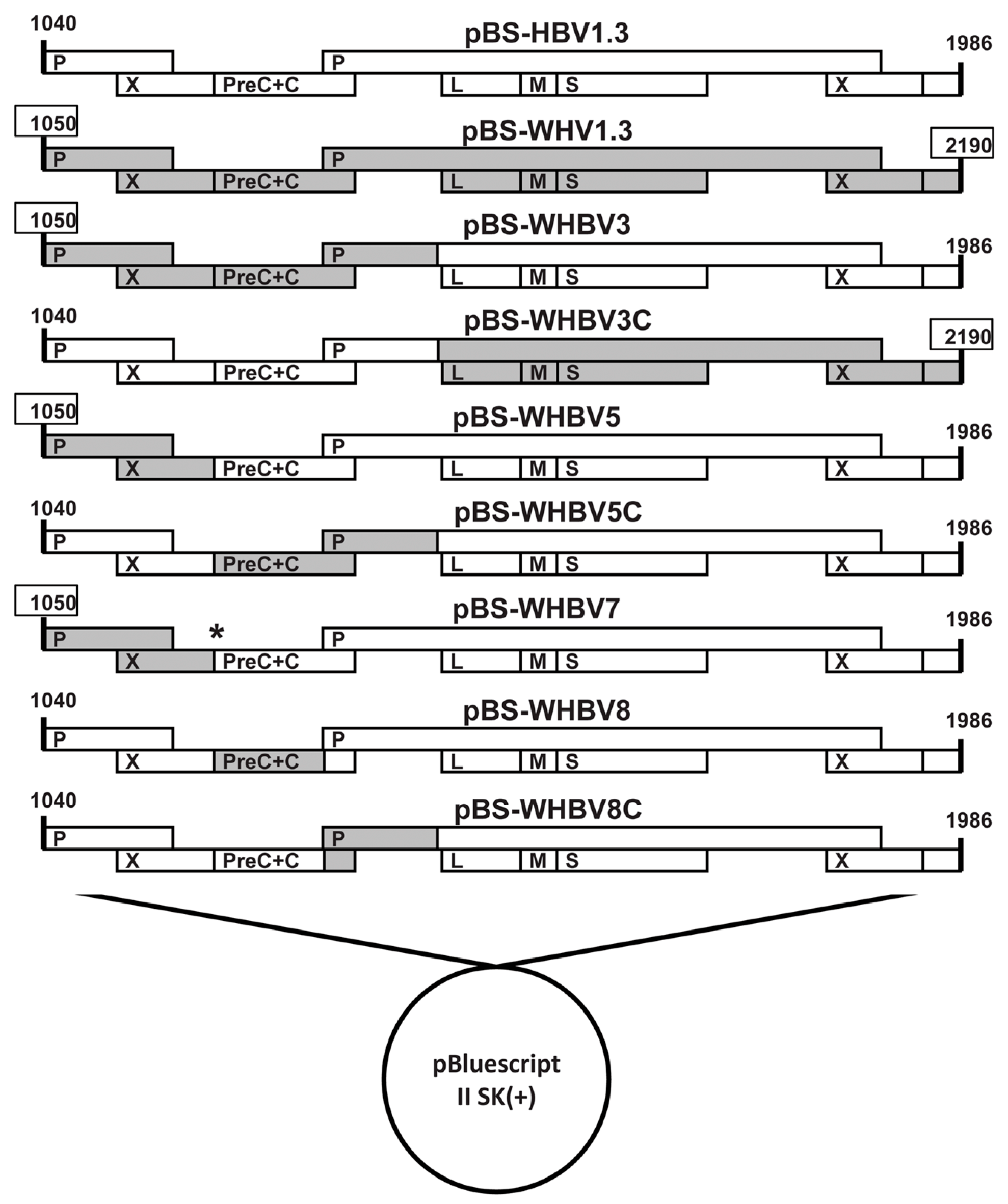 Viruses Free Full Text PreC And C Regions Of Woodchuck Hepatitis Virus Facilitate Persistent