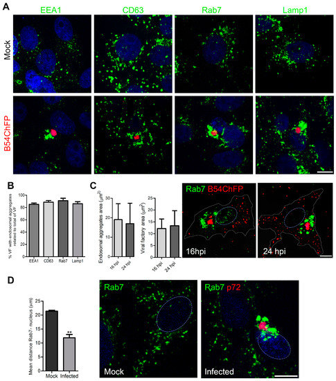 Redistribution of Endosomal Membranes to the African Swine Fever Virus Replication Site Redistribution of Endosomal Membranes to the African Swine Fever Virus Replication Site