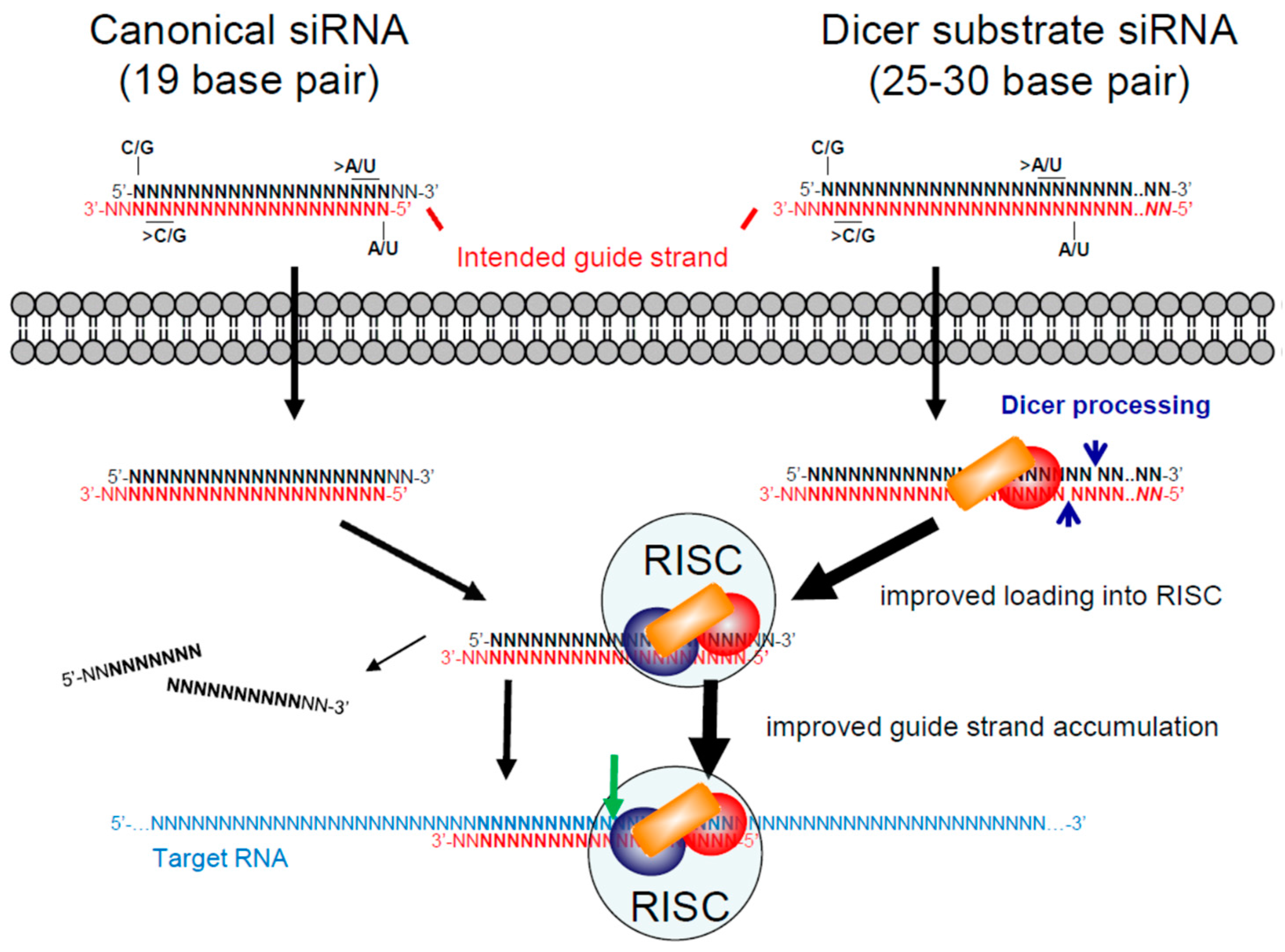 Viruses 10 00008 g003