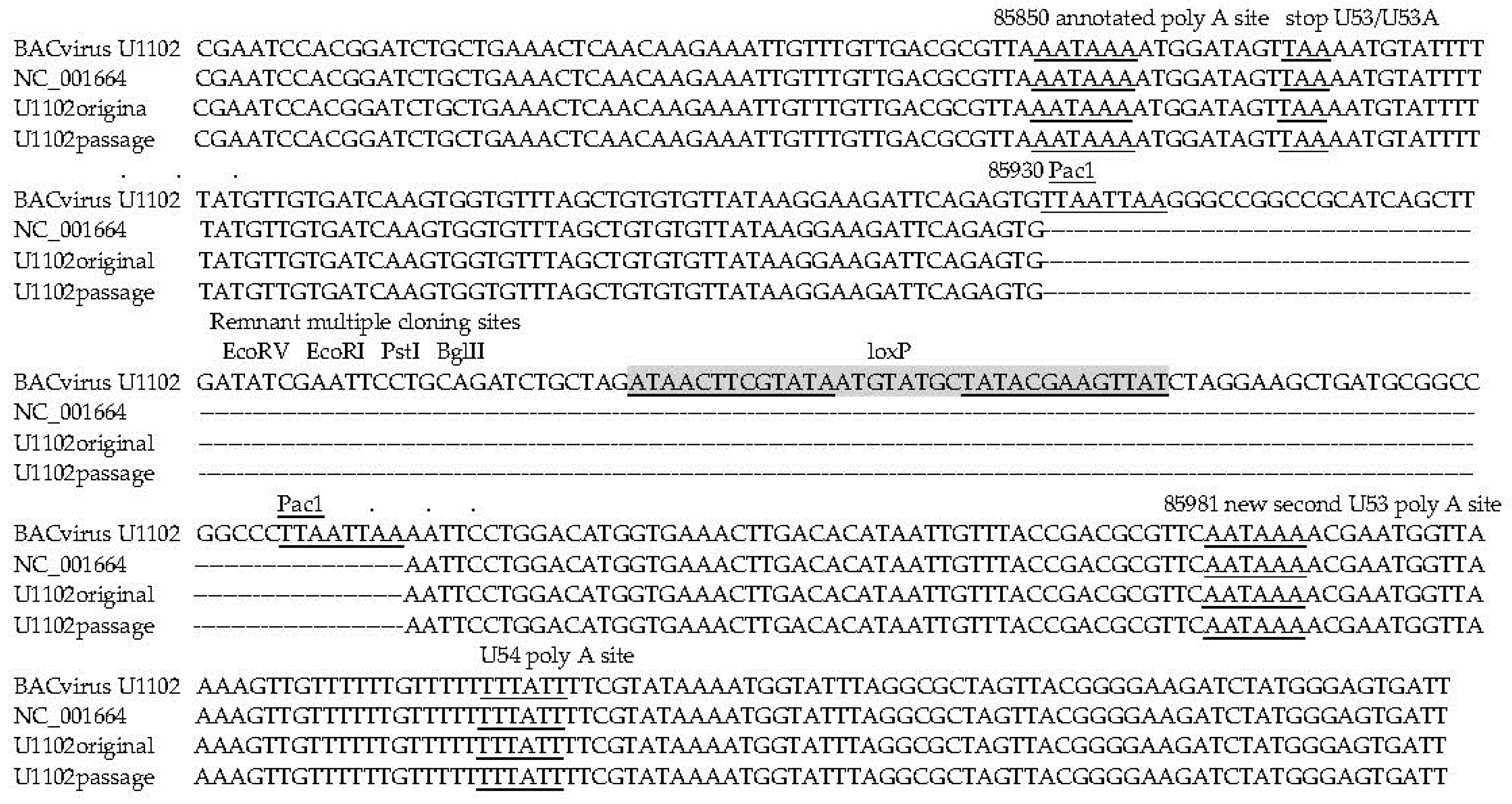 Viruses 10 00016 g001
