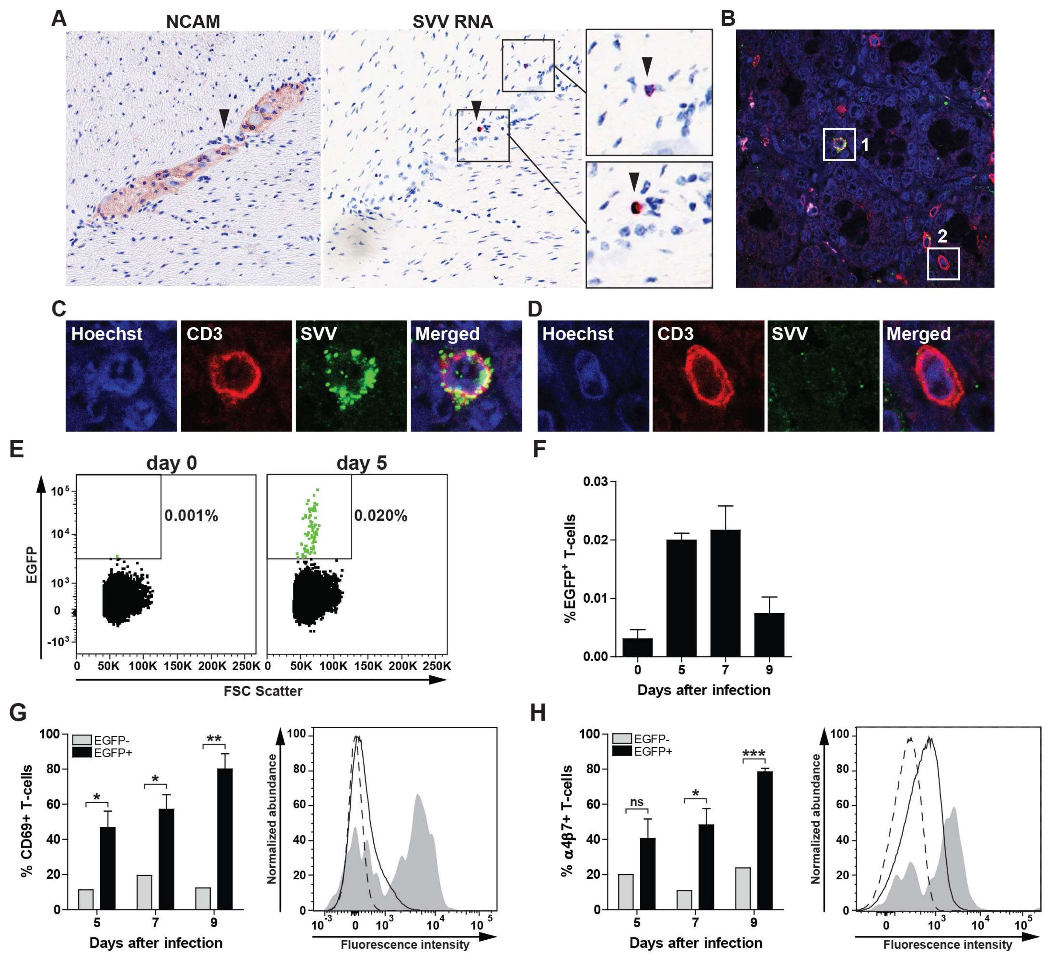 Viruses | Free Full-Text | Simian Varicella Virus Infects Enteric