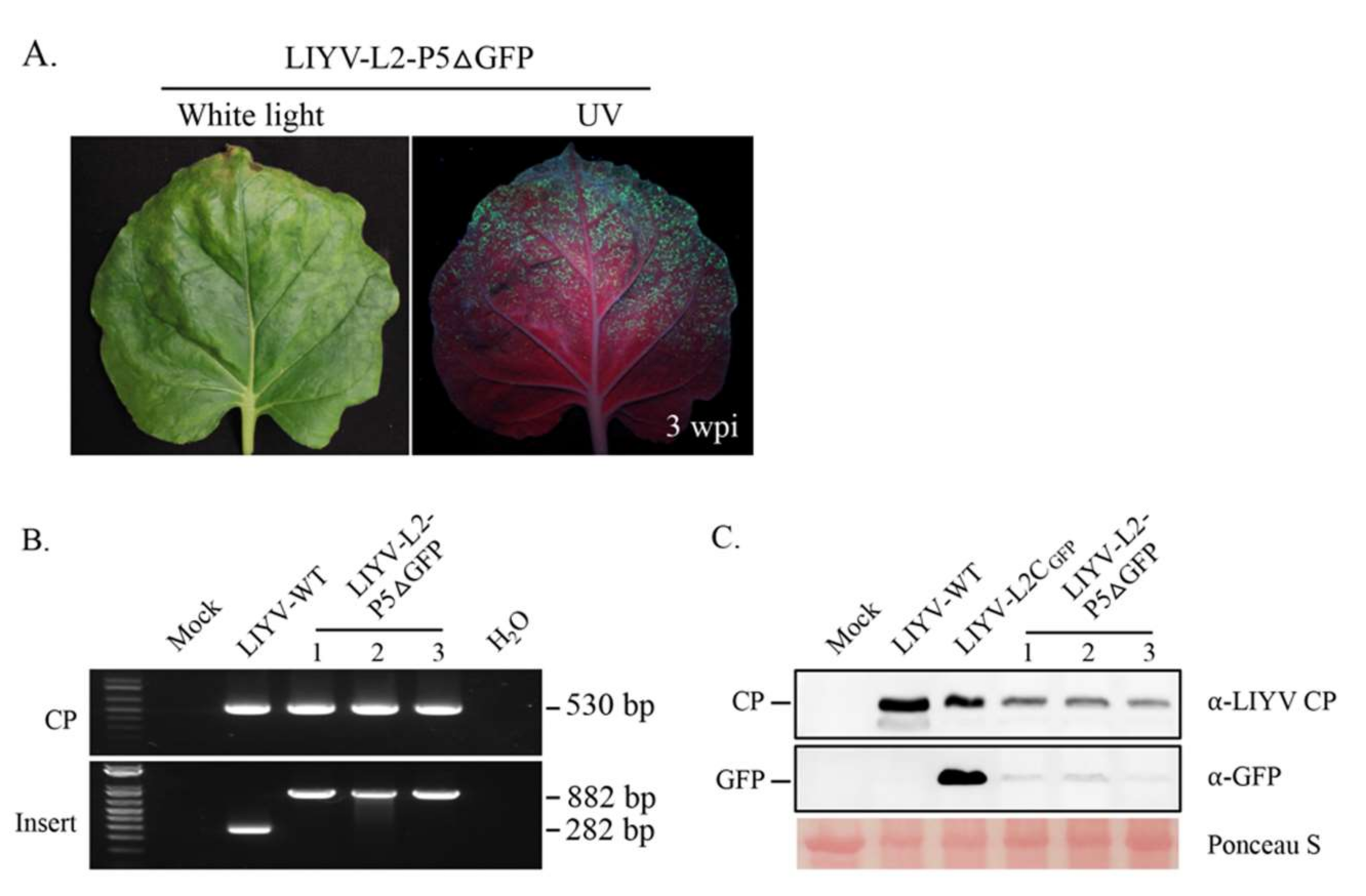 Viruses | Free Full-Text | Efficient Protein Expression and Virus