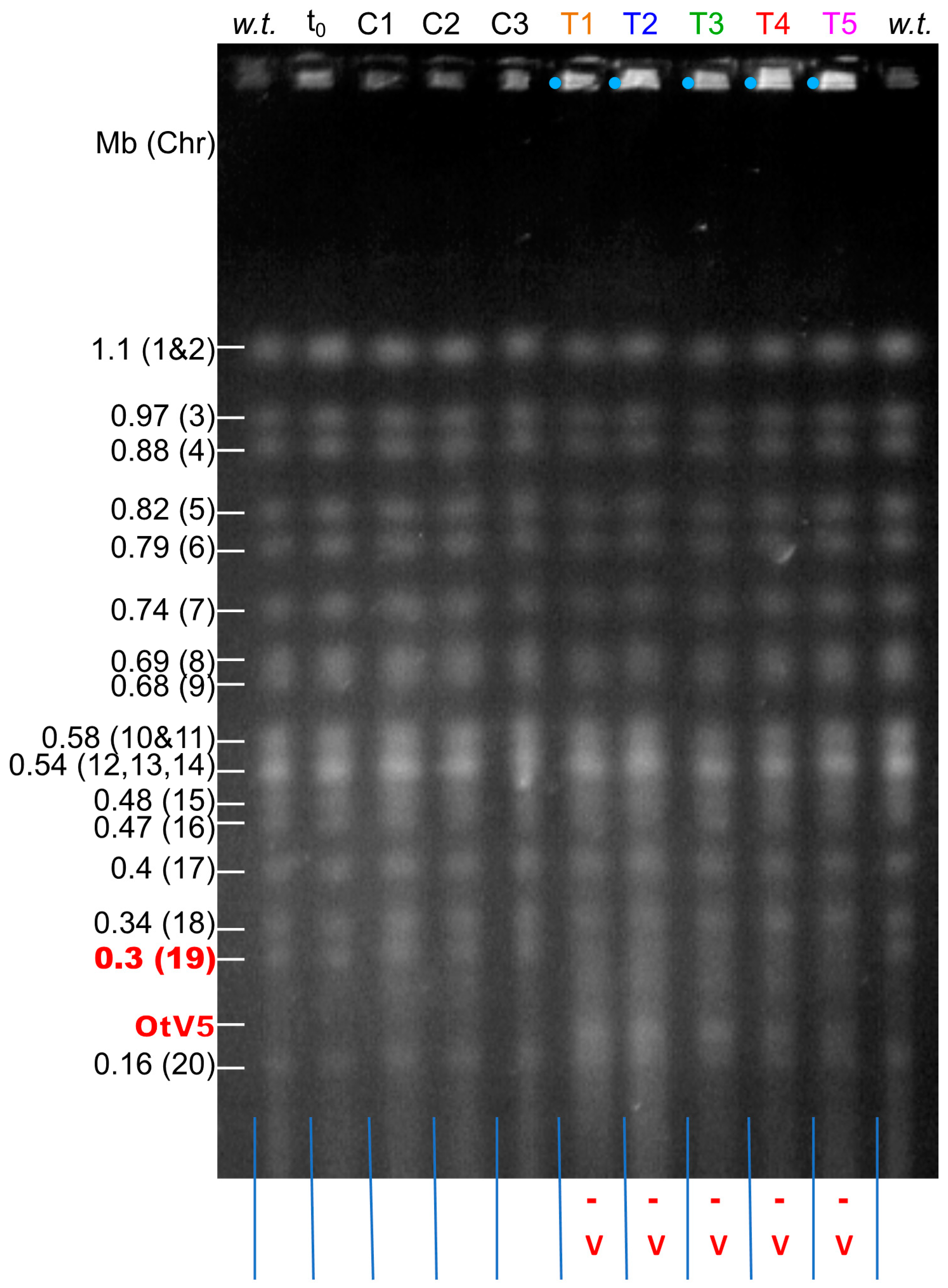 Viruses 10 00441 g002 Viruses 10 00441 g002